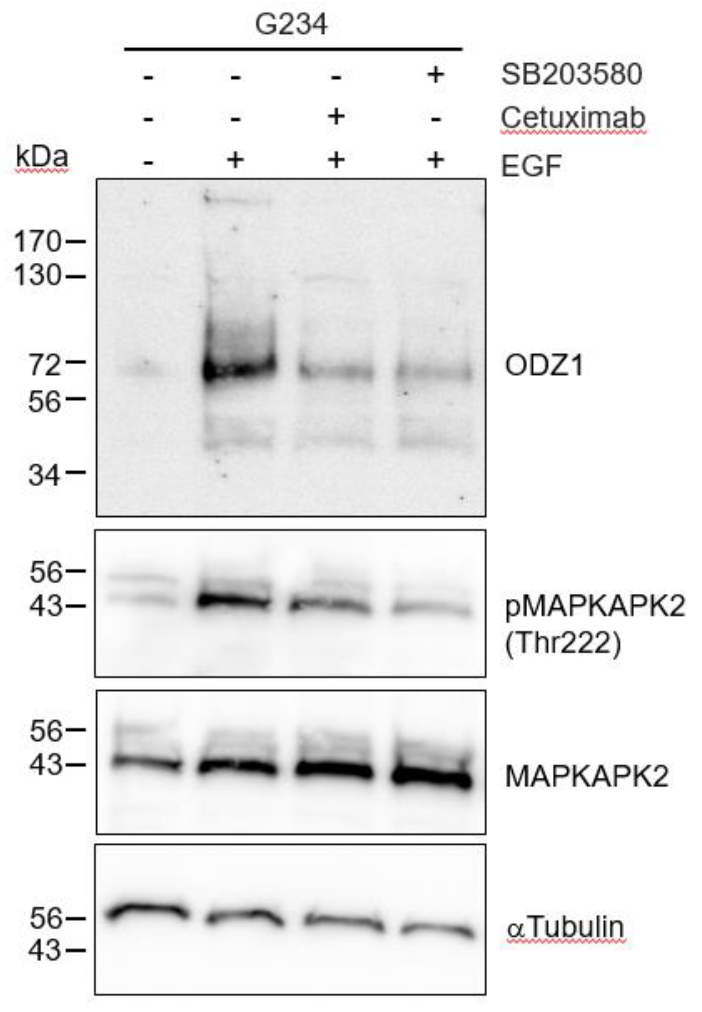 Preprints 101257 g004