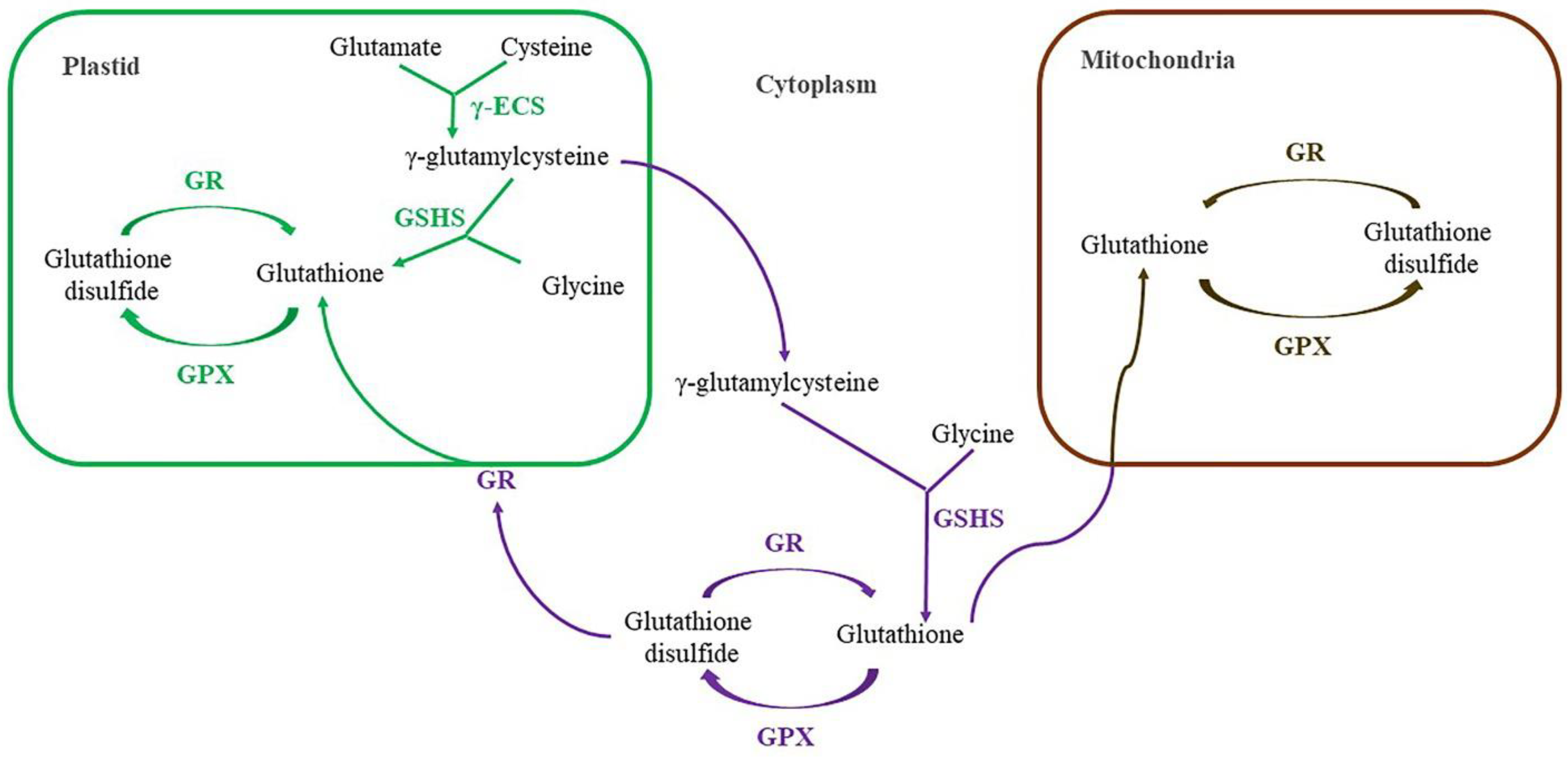 Preprints 89121 g006