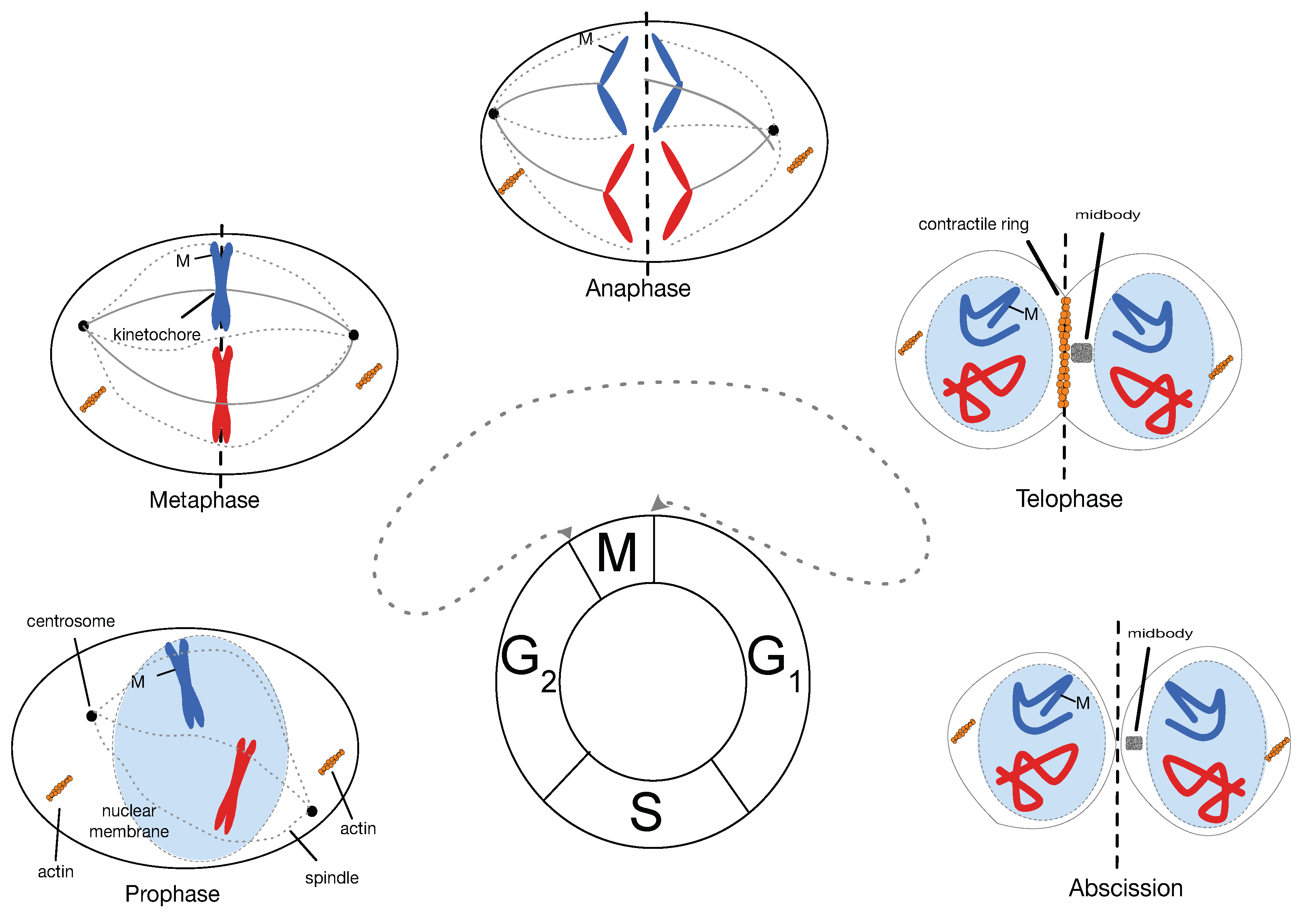 Preprints 101778 g001