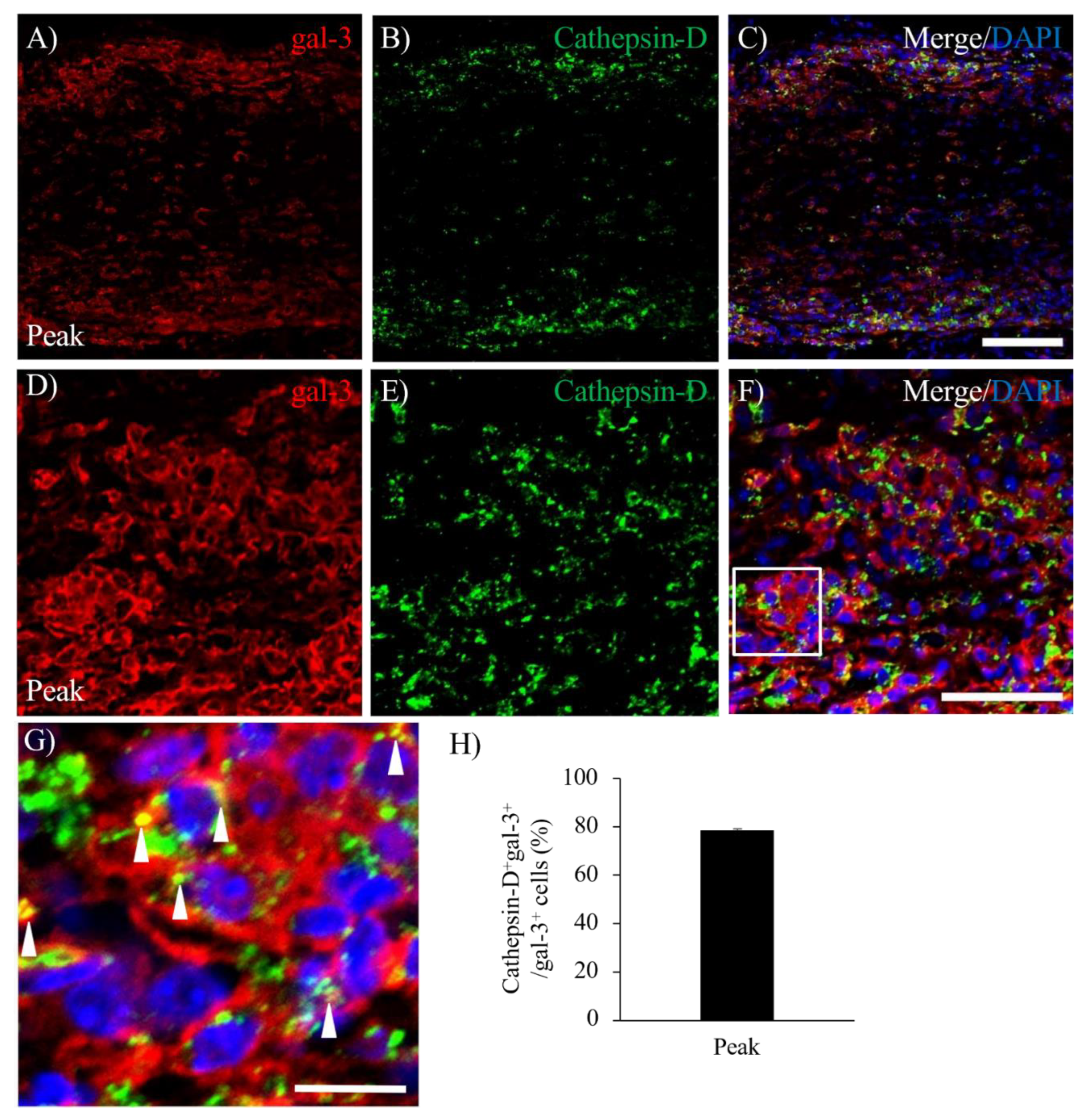 Preprints 89366 g006