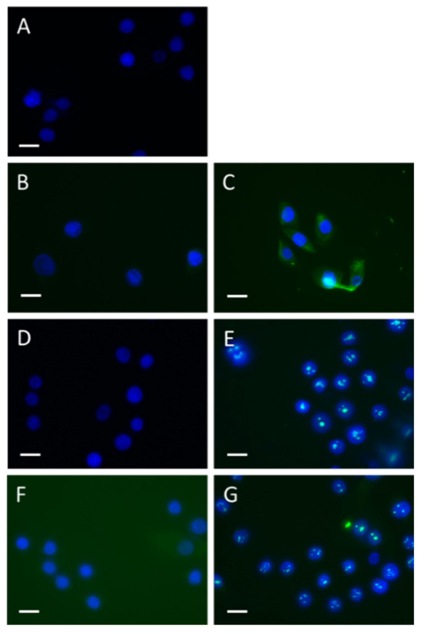 Preprints 79113 g005