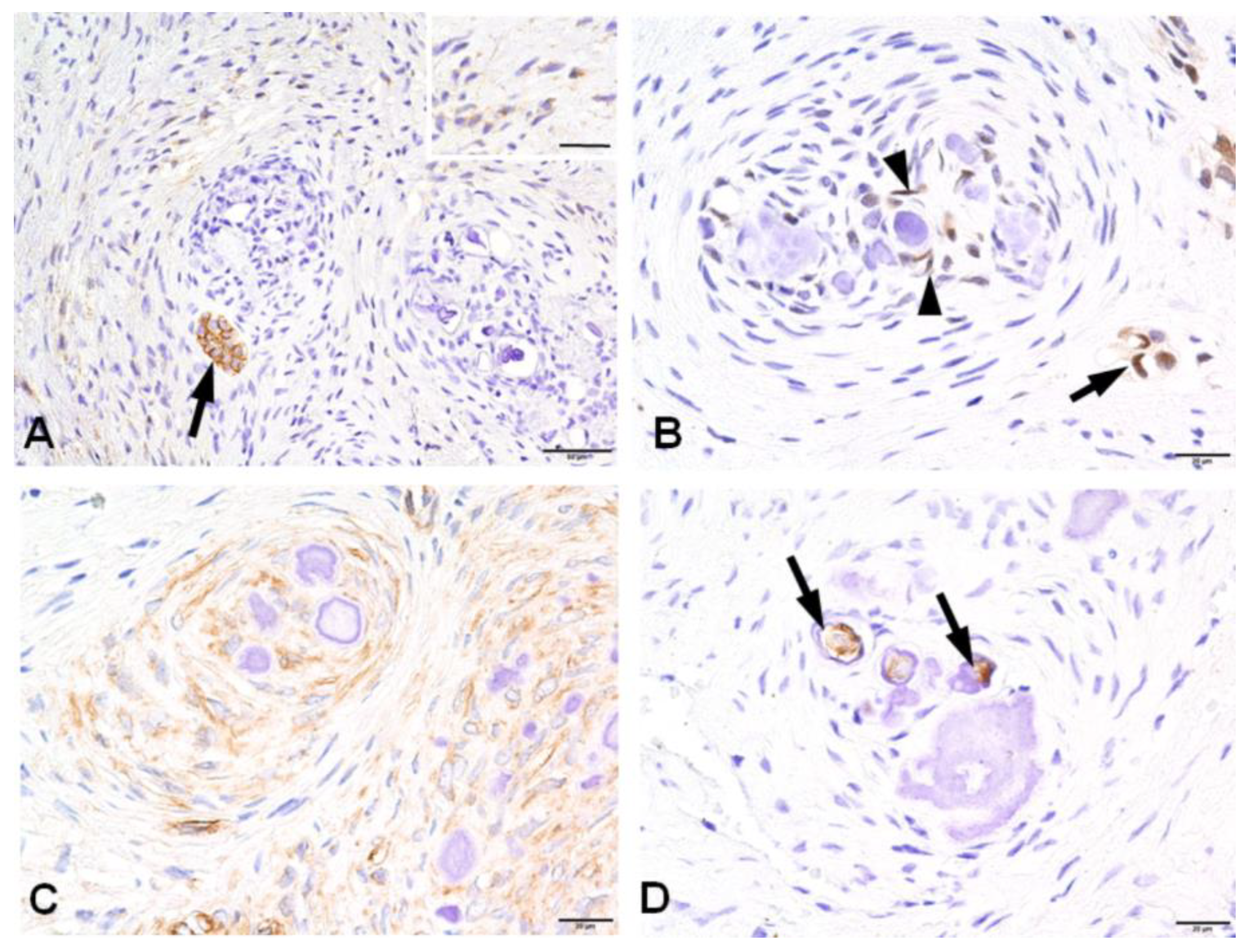 Preprints 92903 g004