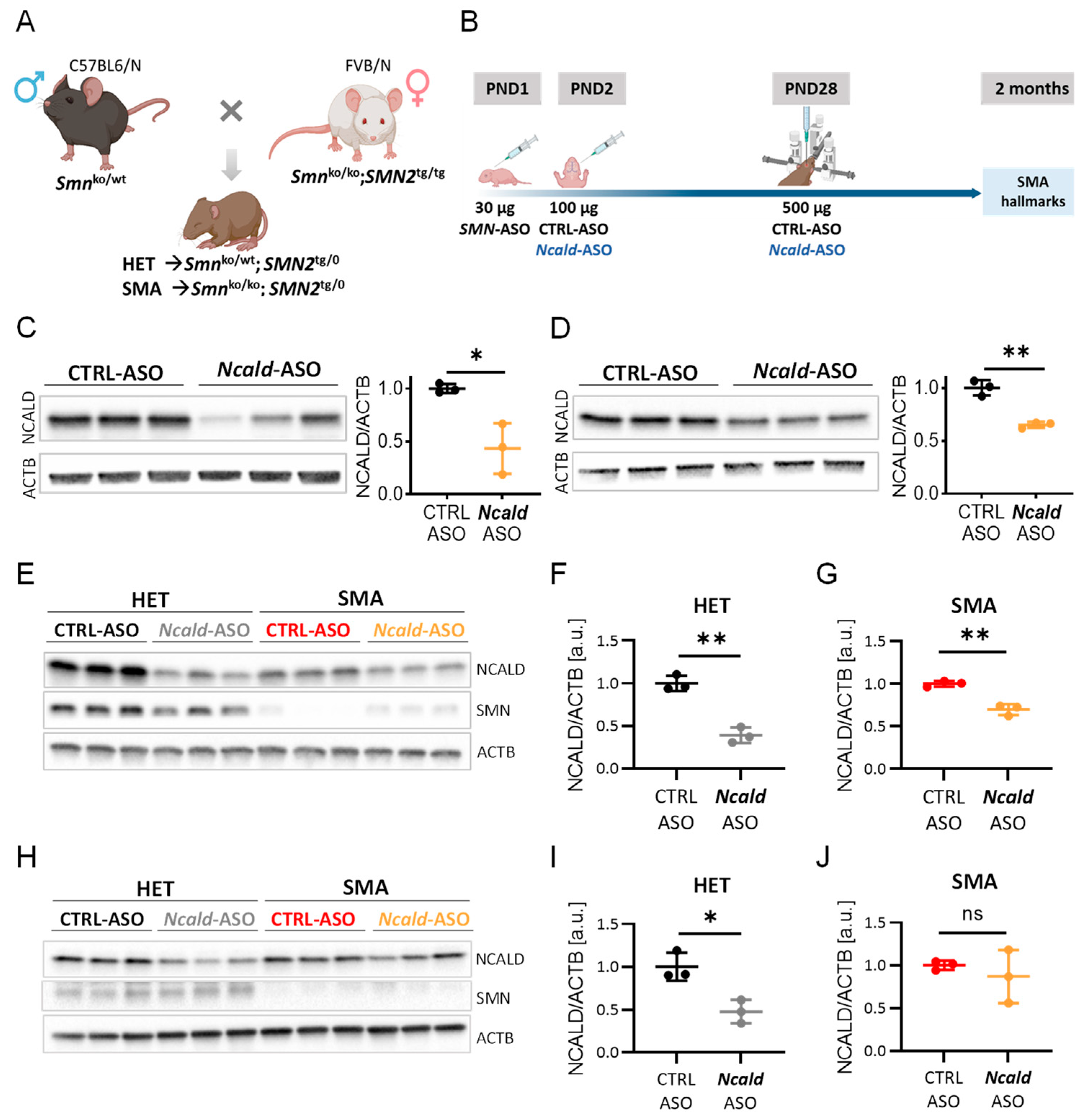 Preprints 68037 g001