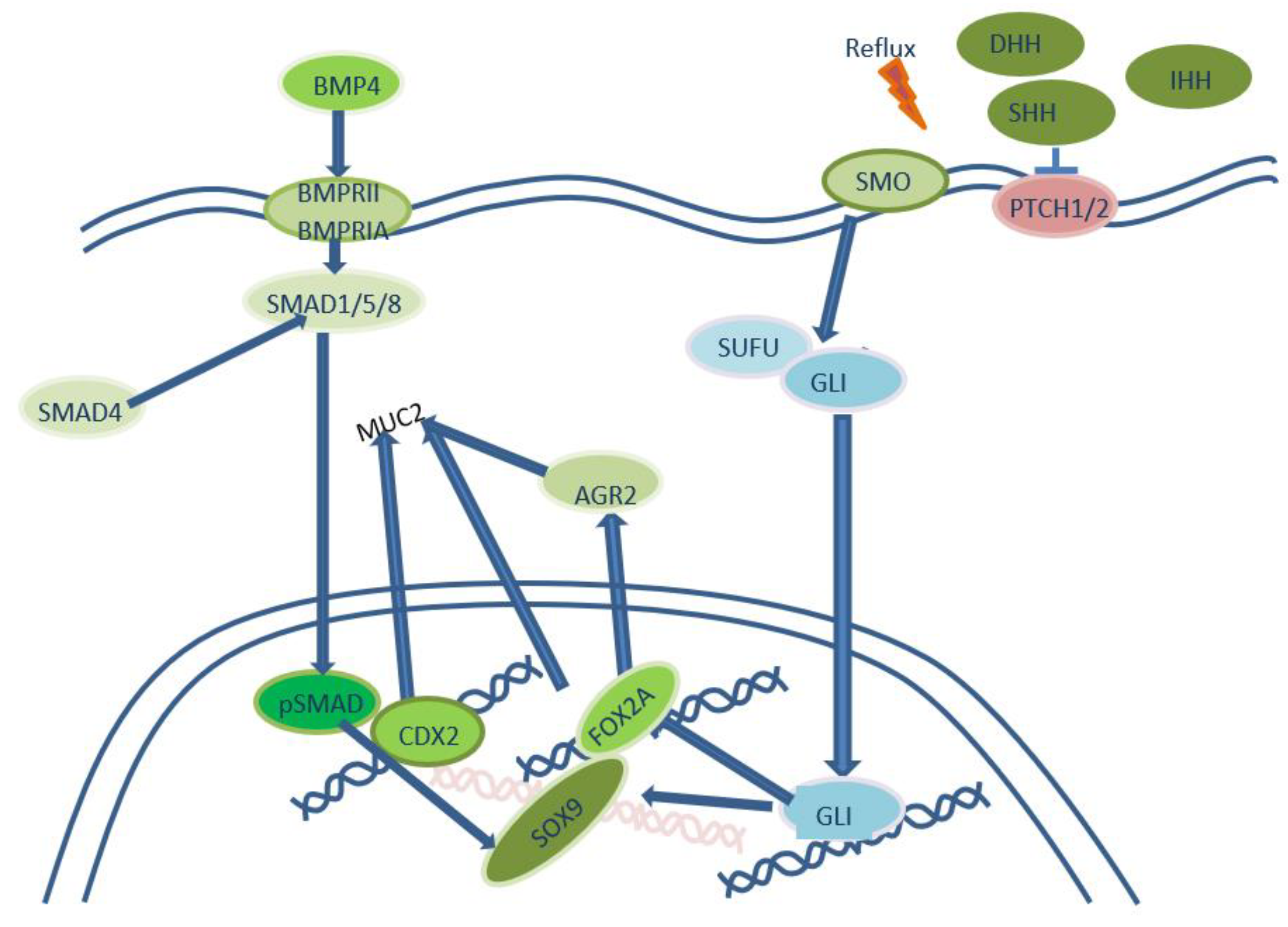 Preprints 71882 g002