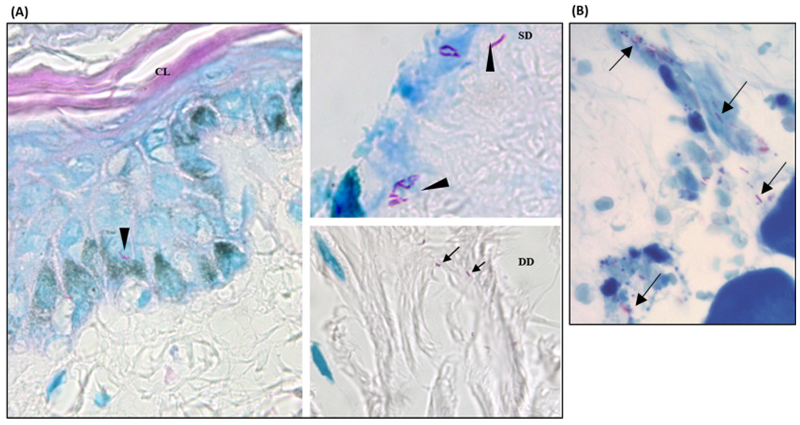 Preprints 106231 g003