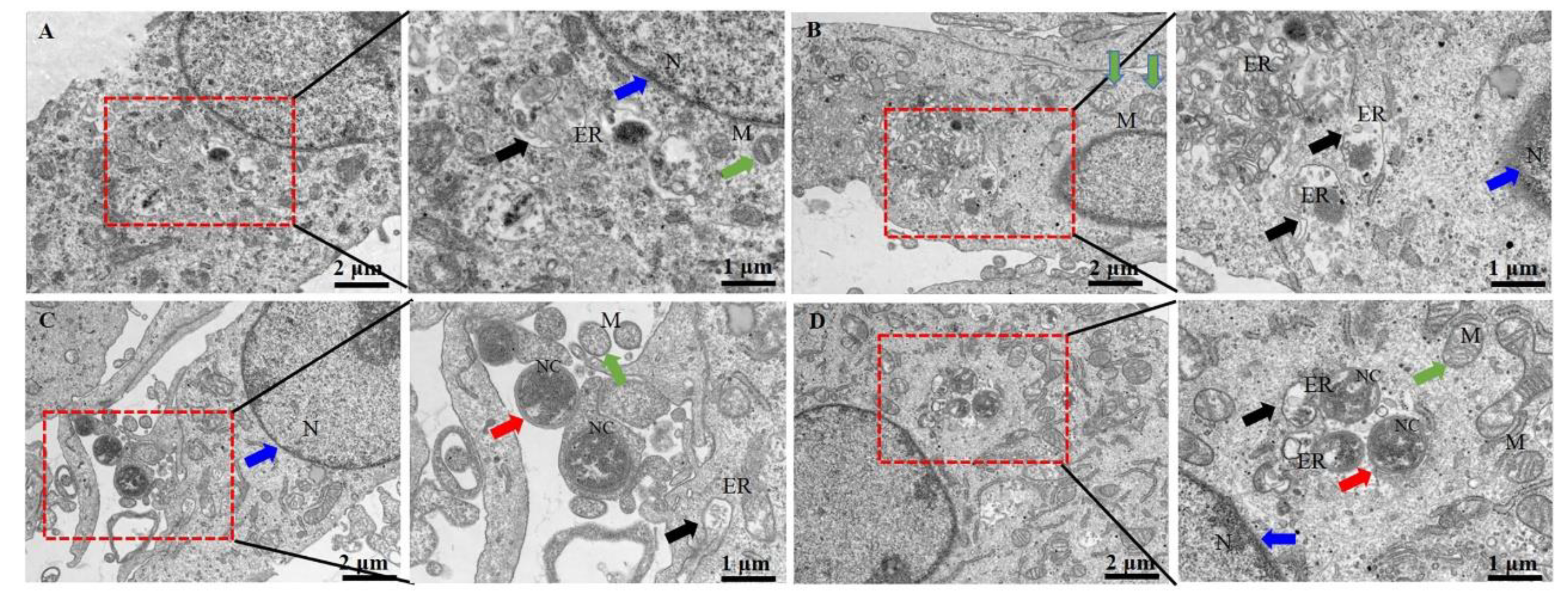 Preprints 117639 g002