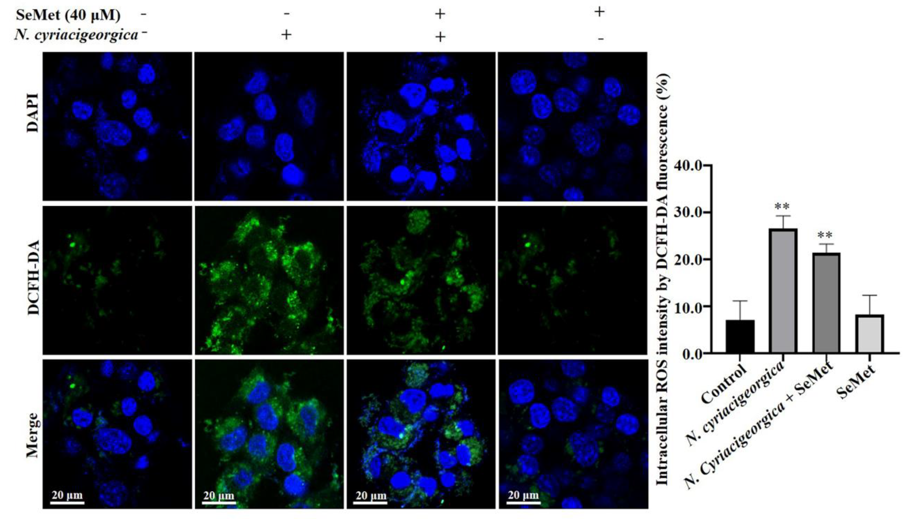 Preprints 117639 g006