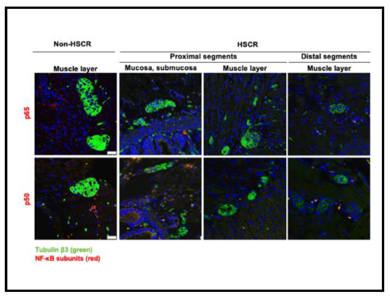 Preprints 109902 g002