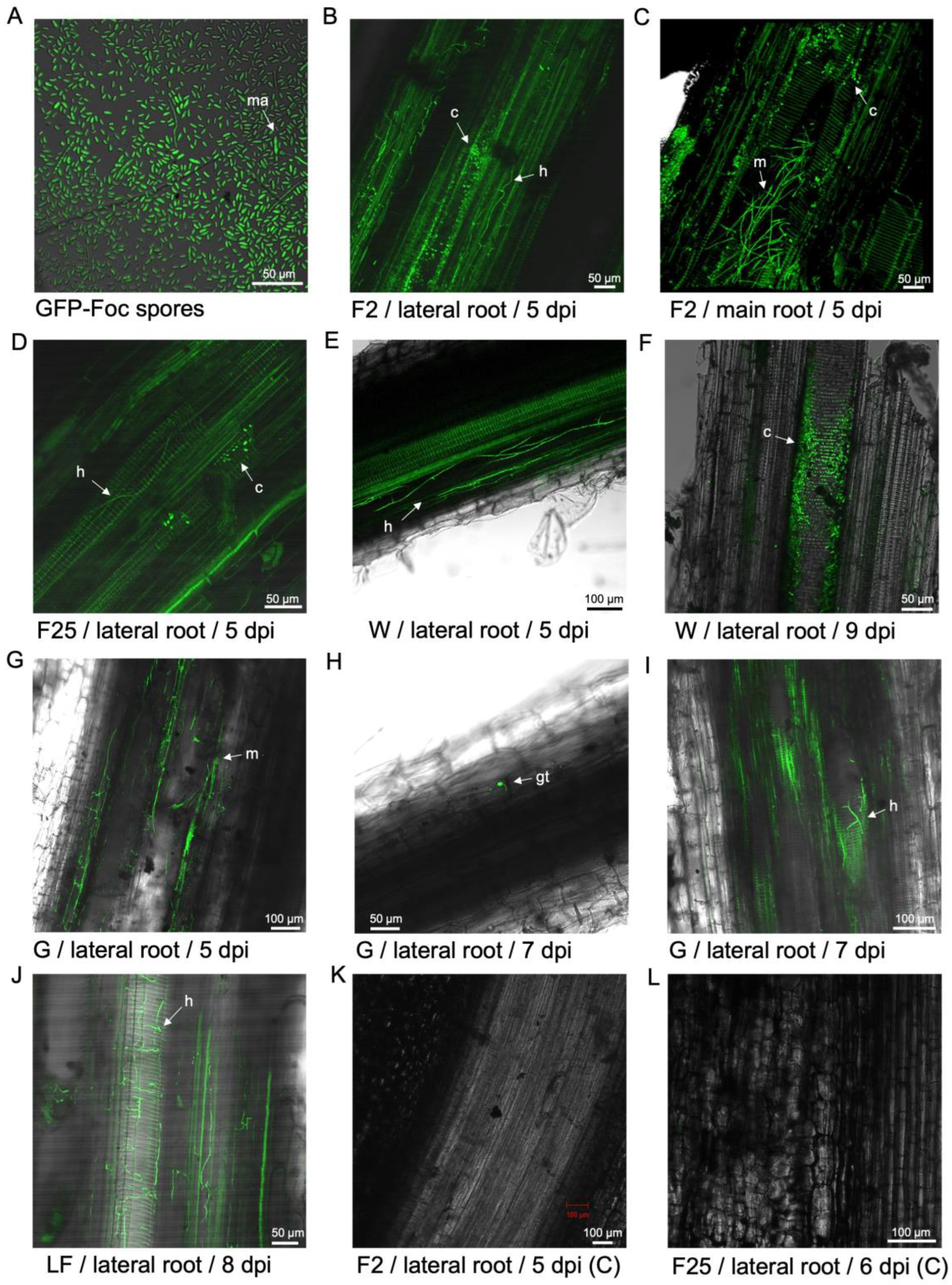 Preprints 137502 g001