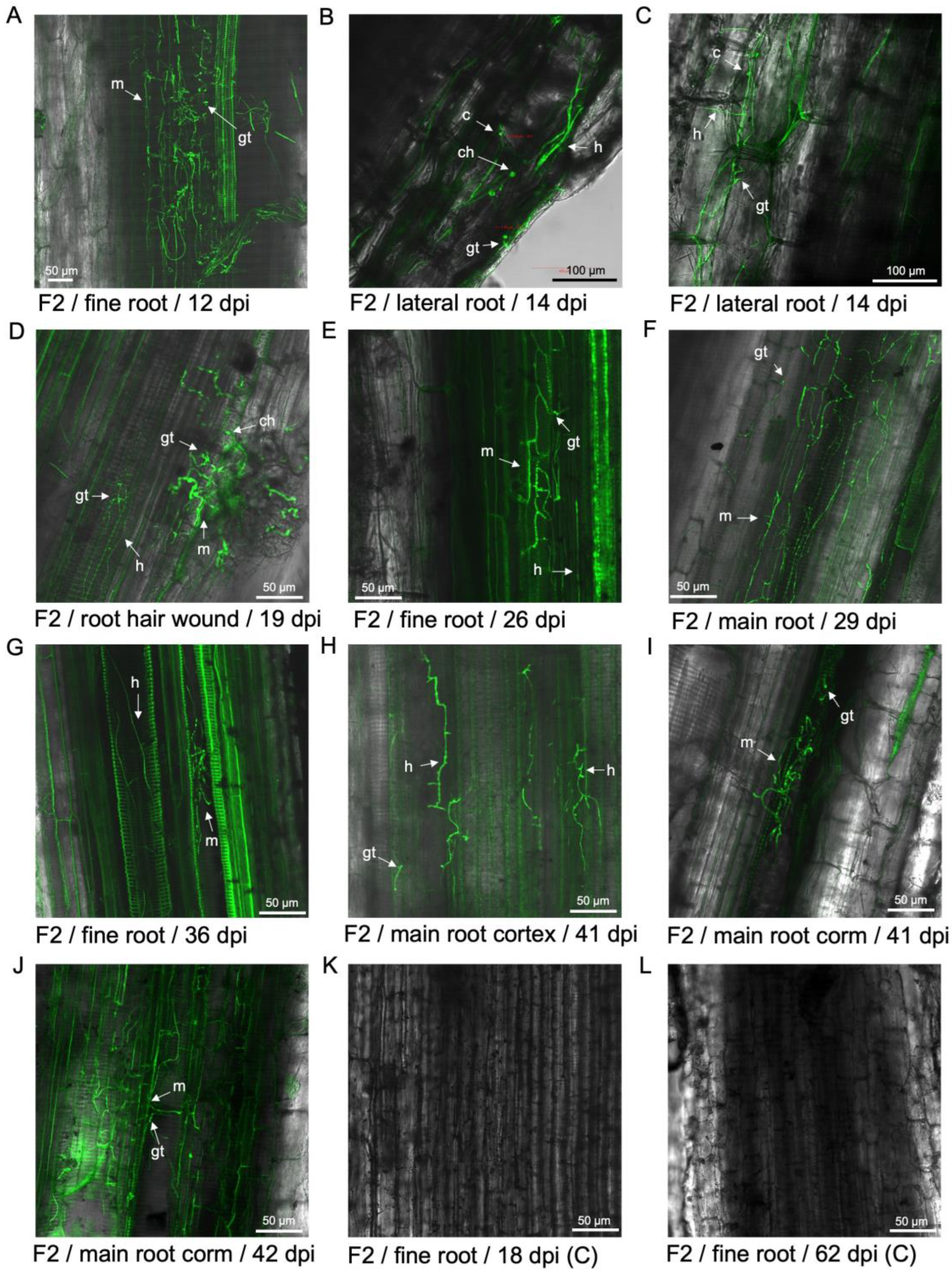 Preprints 137502 g002