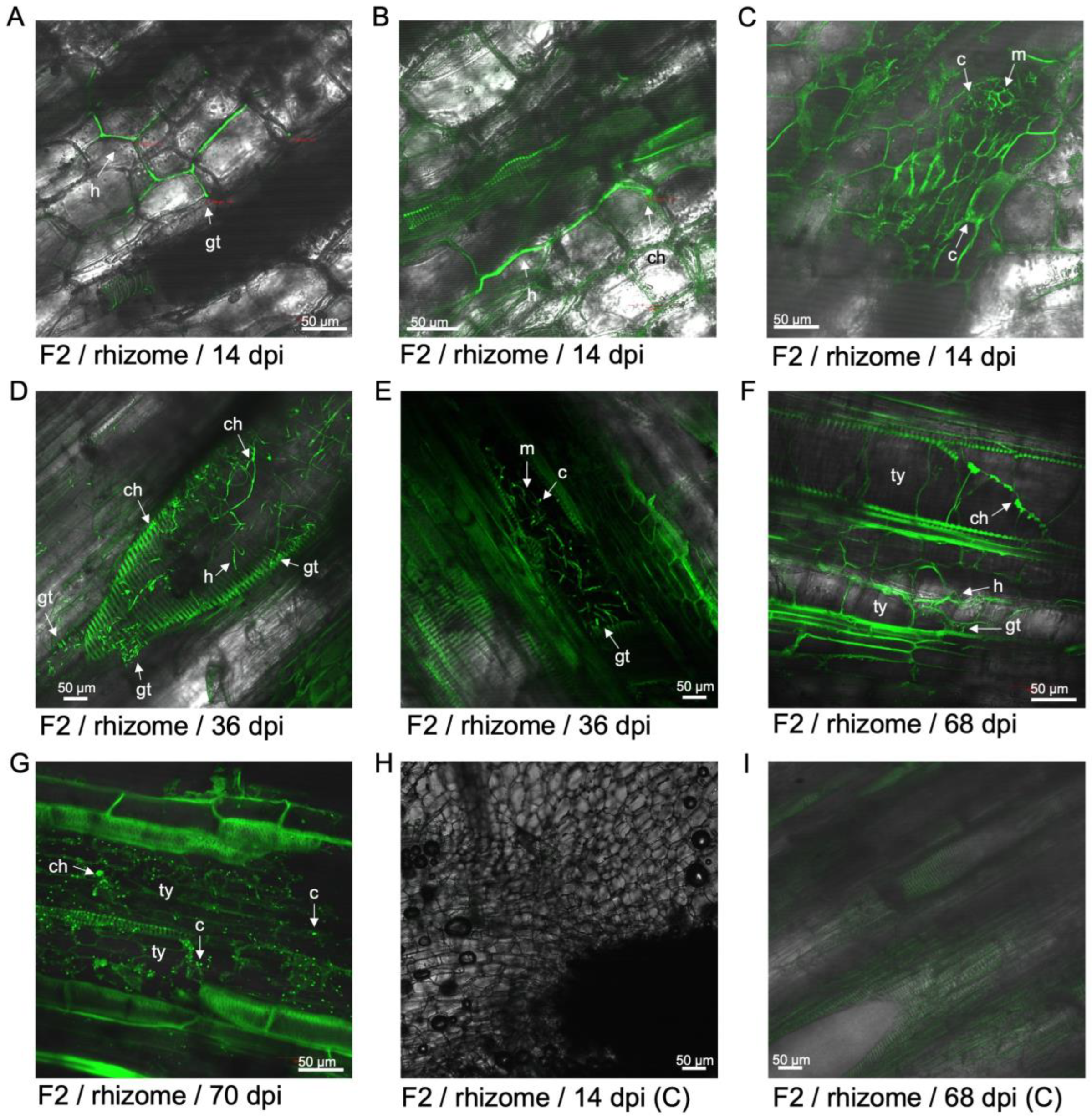 Preprints 137502 g003