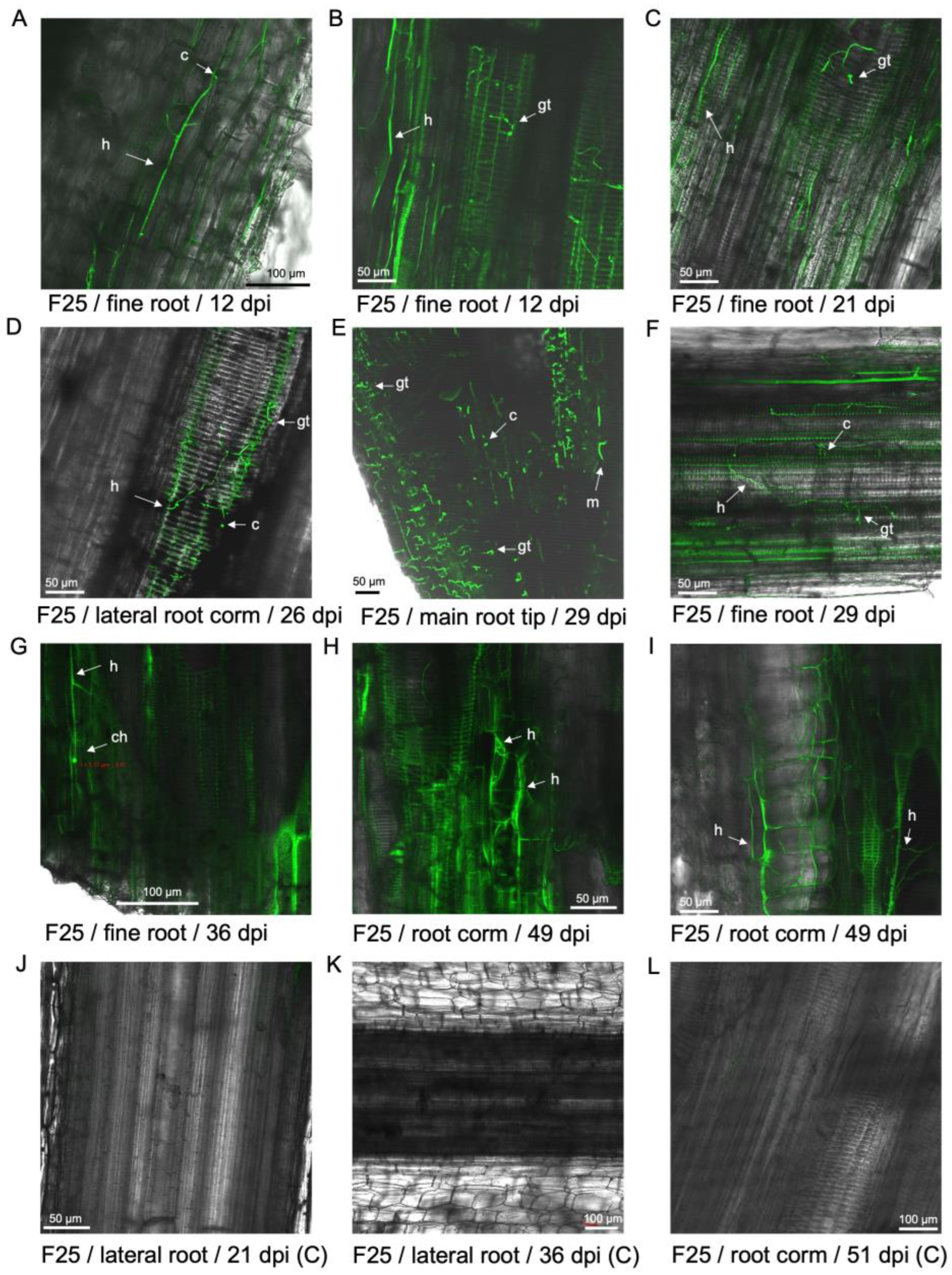 Preprints 137502 g004