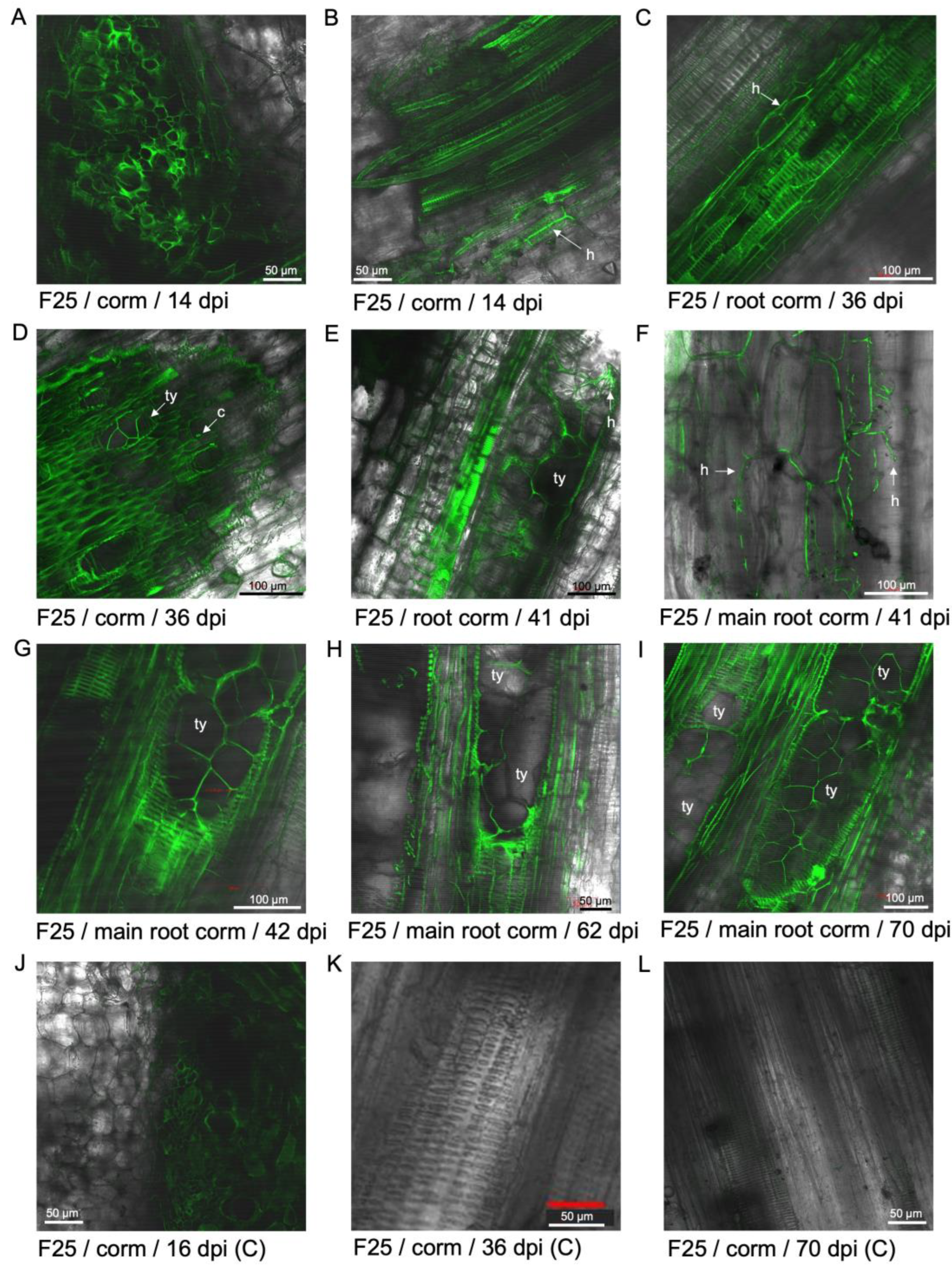 Preprints 137502 g005