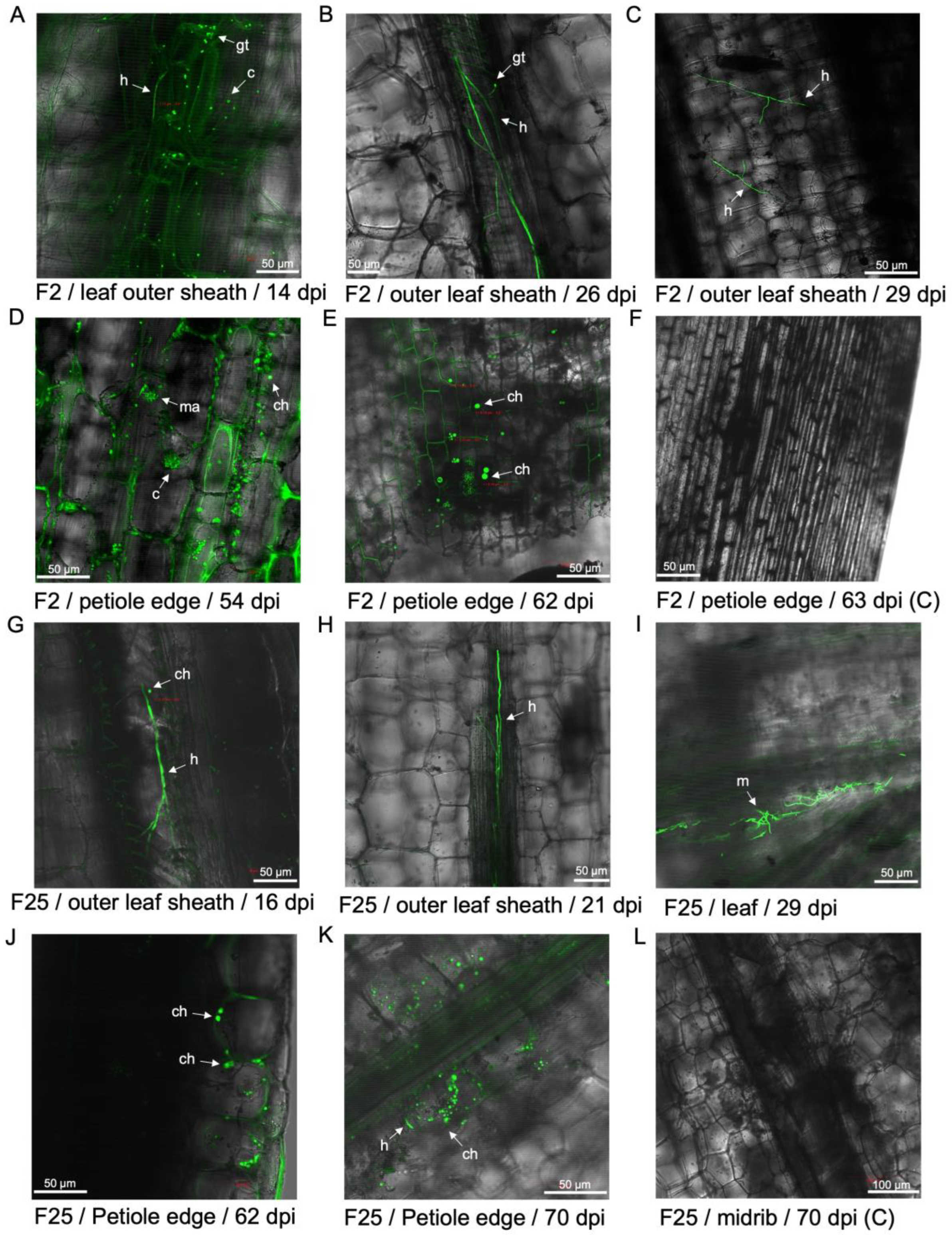 Preprints 137502 g006