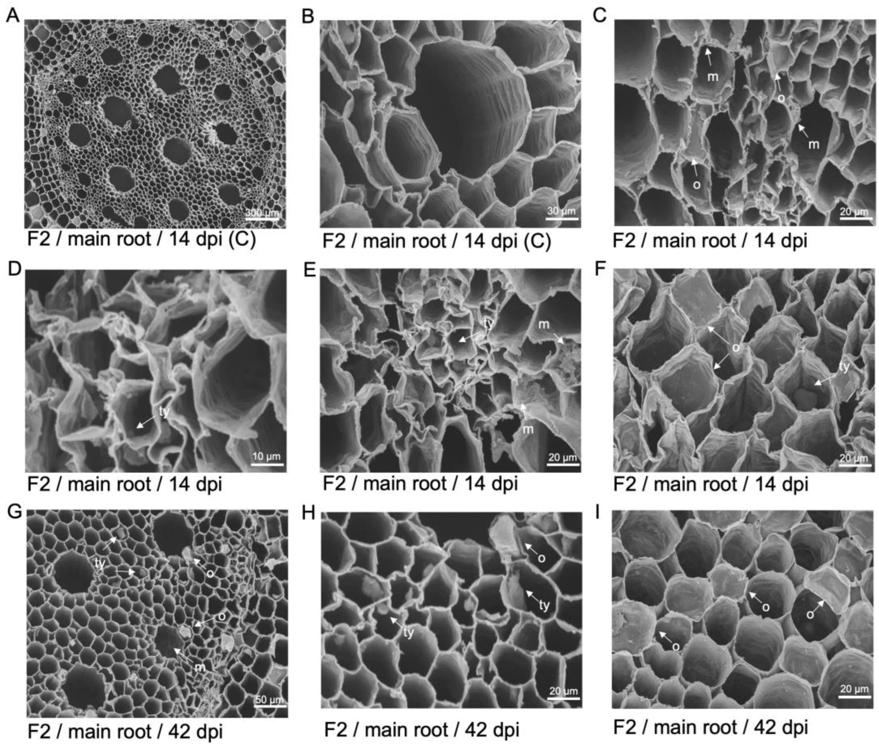 Preprints 137502 g007