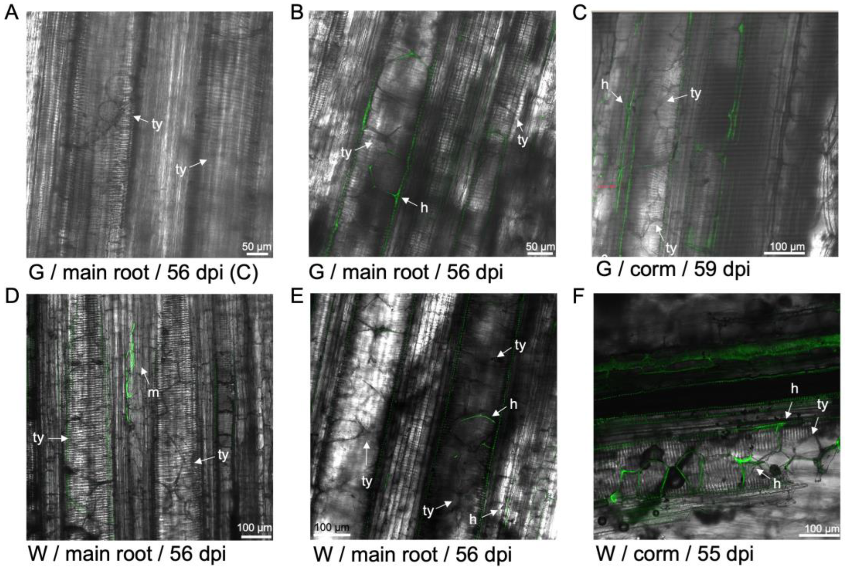 Preprints 137502 g009