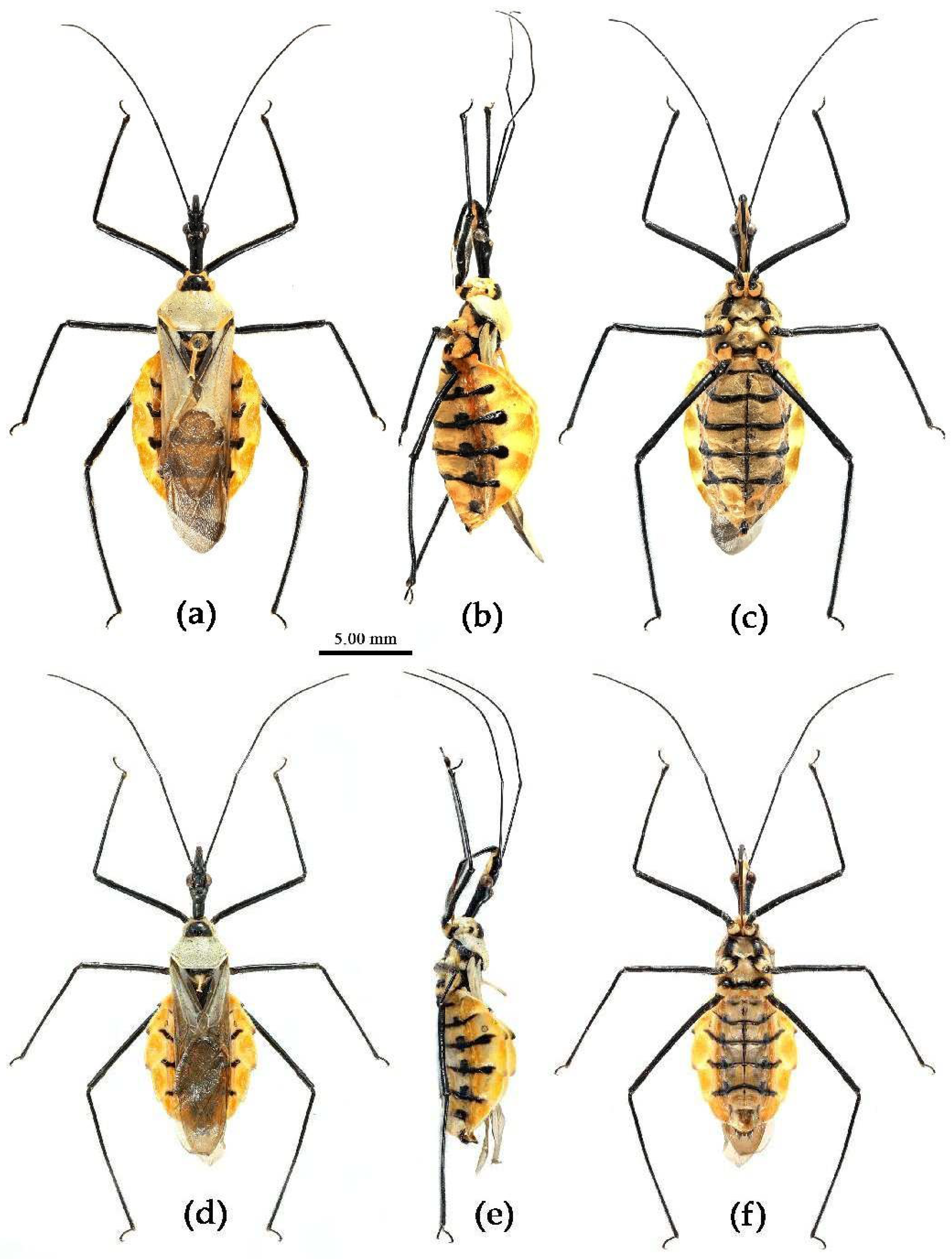 Preprints 83033 g015