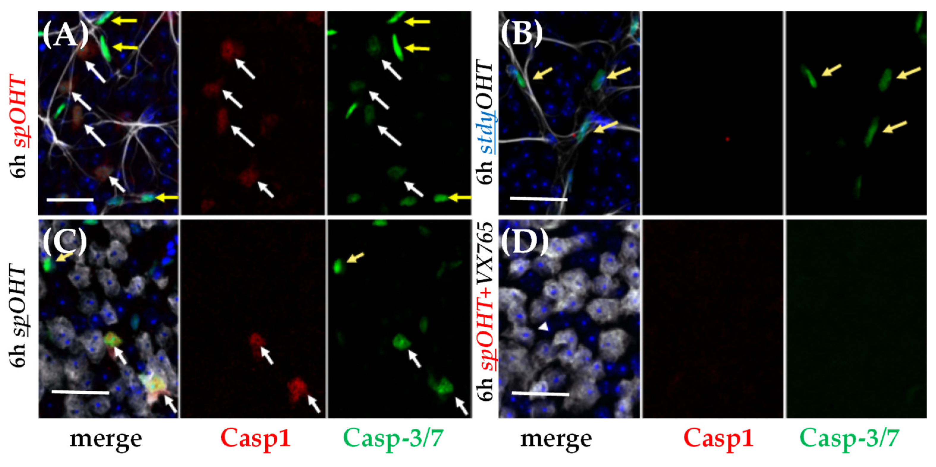 Preprints 86347 g006