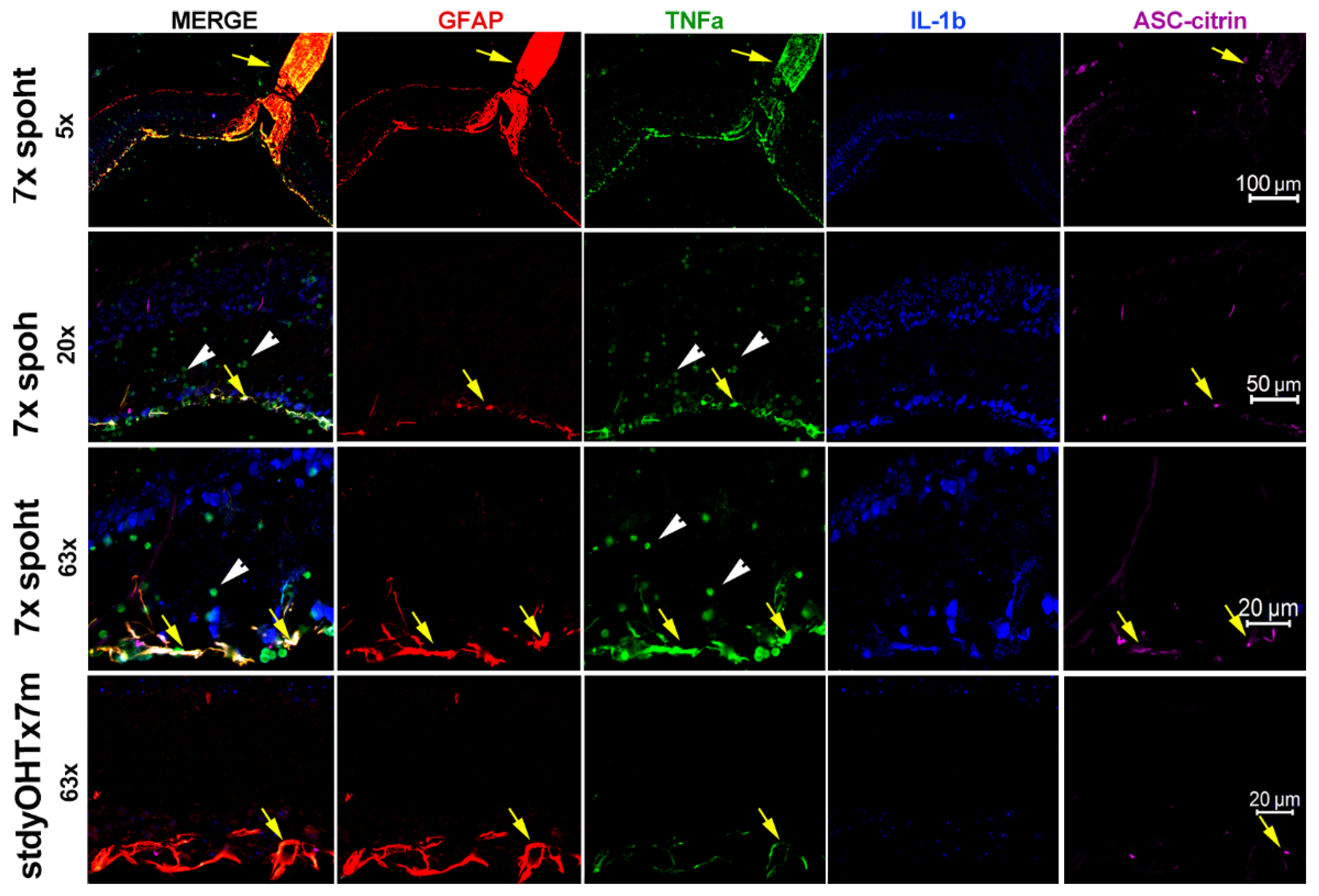 Preprints 86347 g007