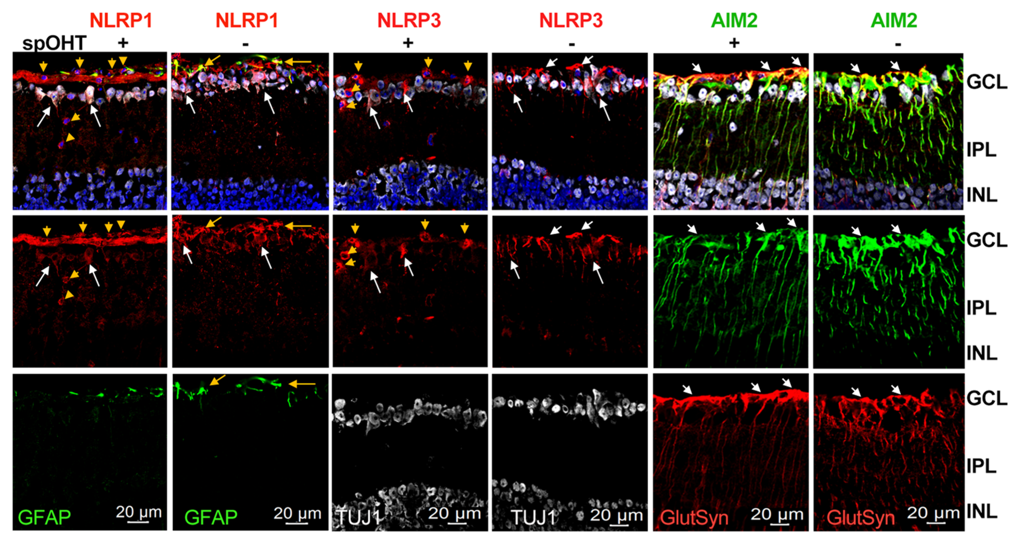 Preprints 86347 g008