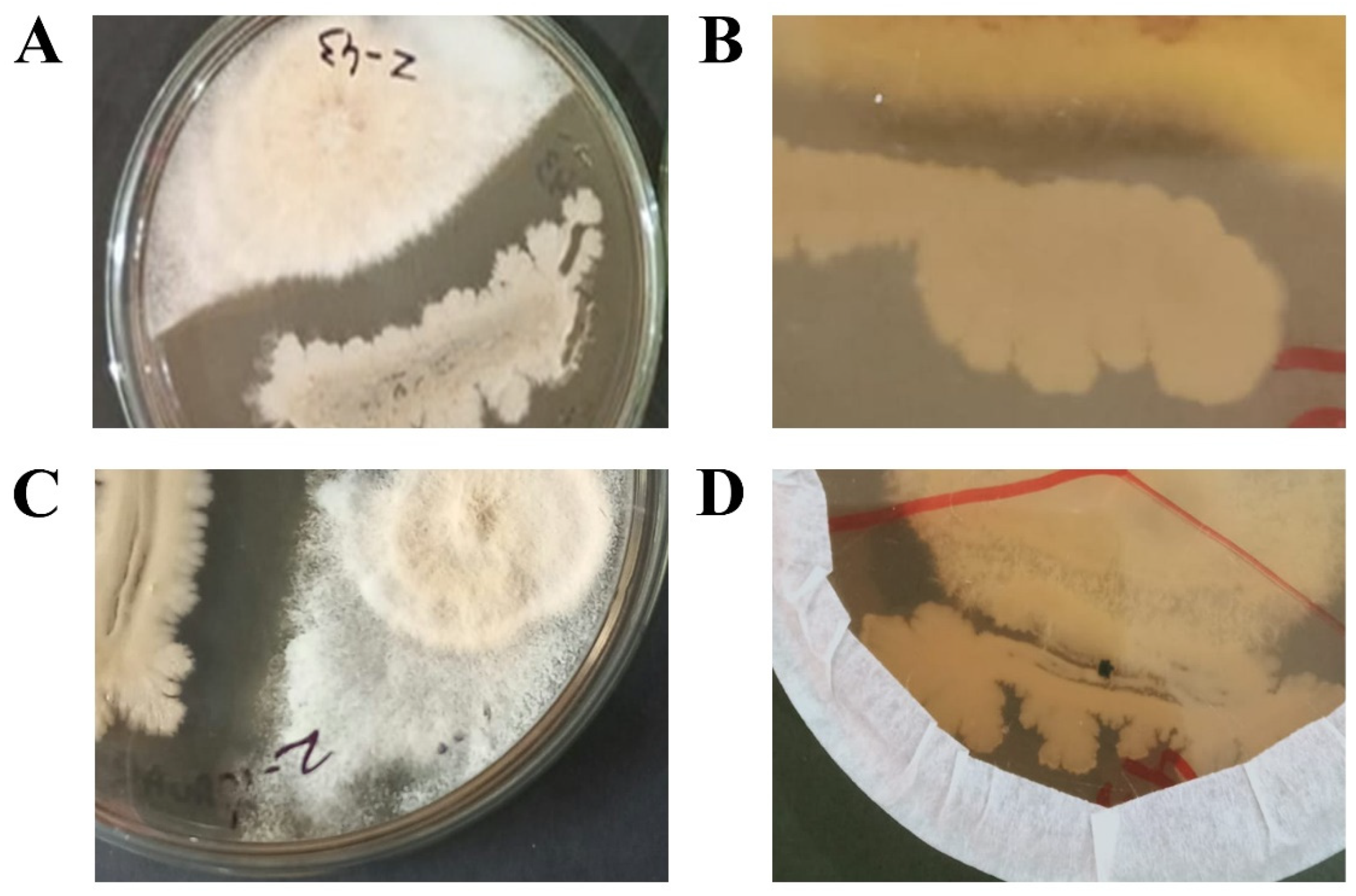 Preprints 86297 g001