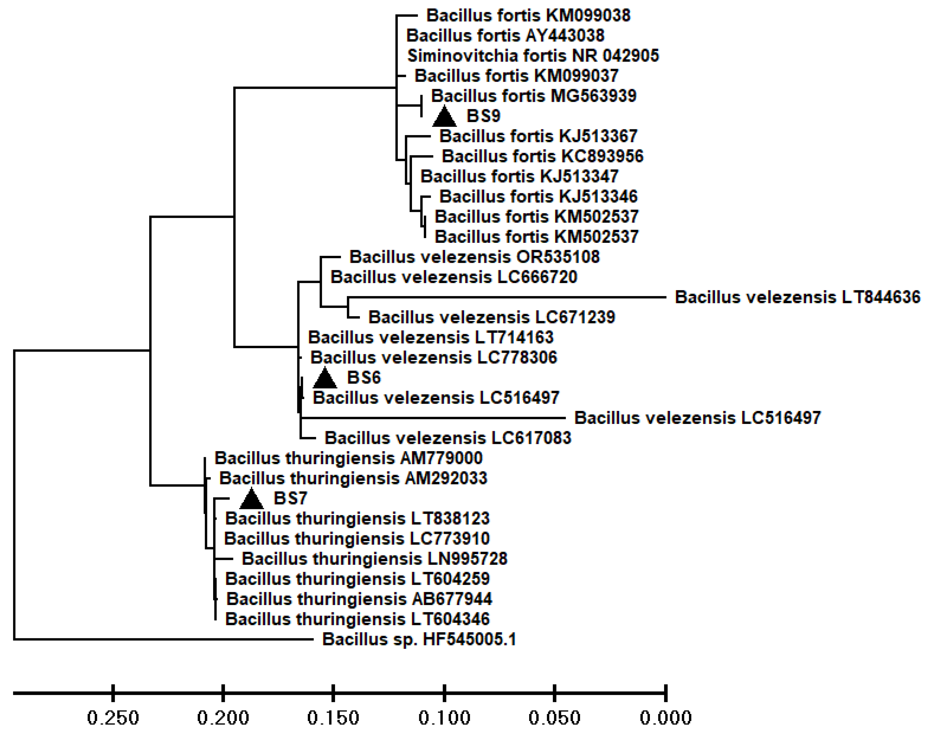 Preprints 86297 g002