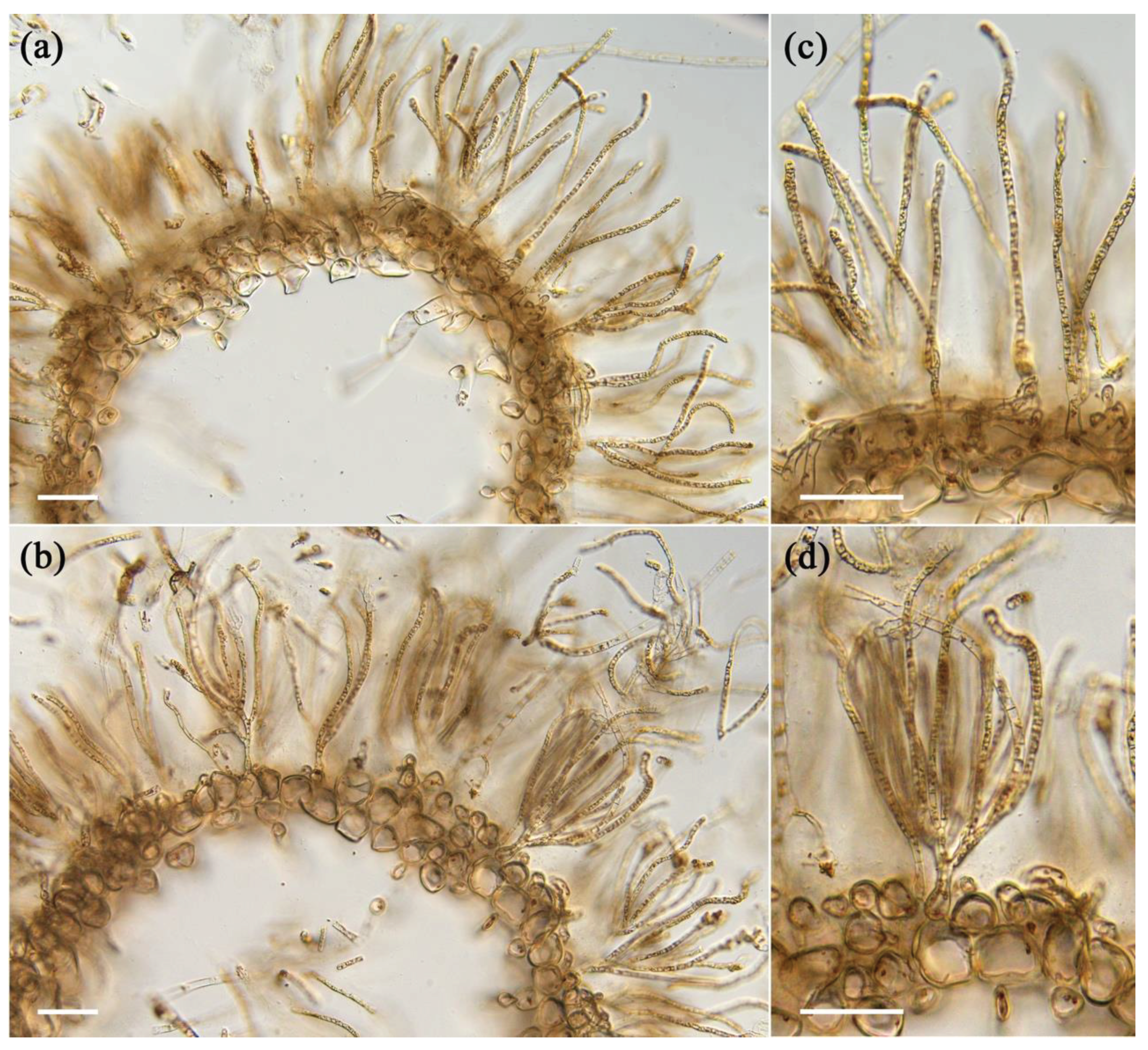 Preprints 82449 g002