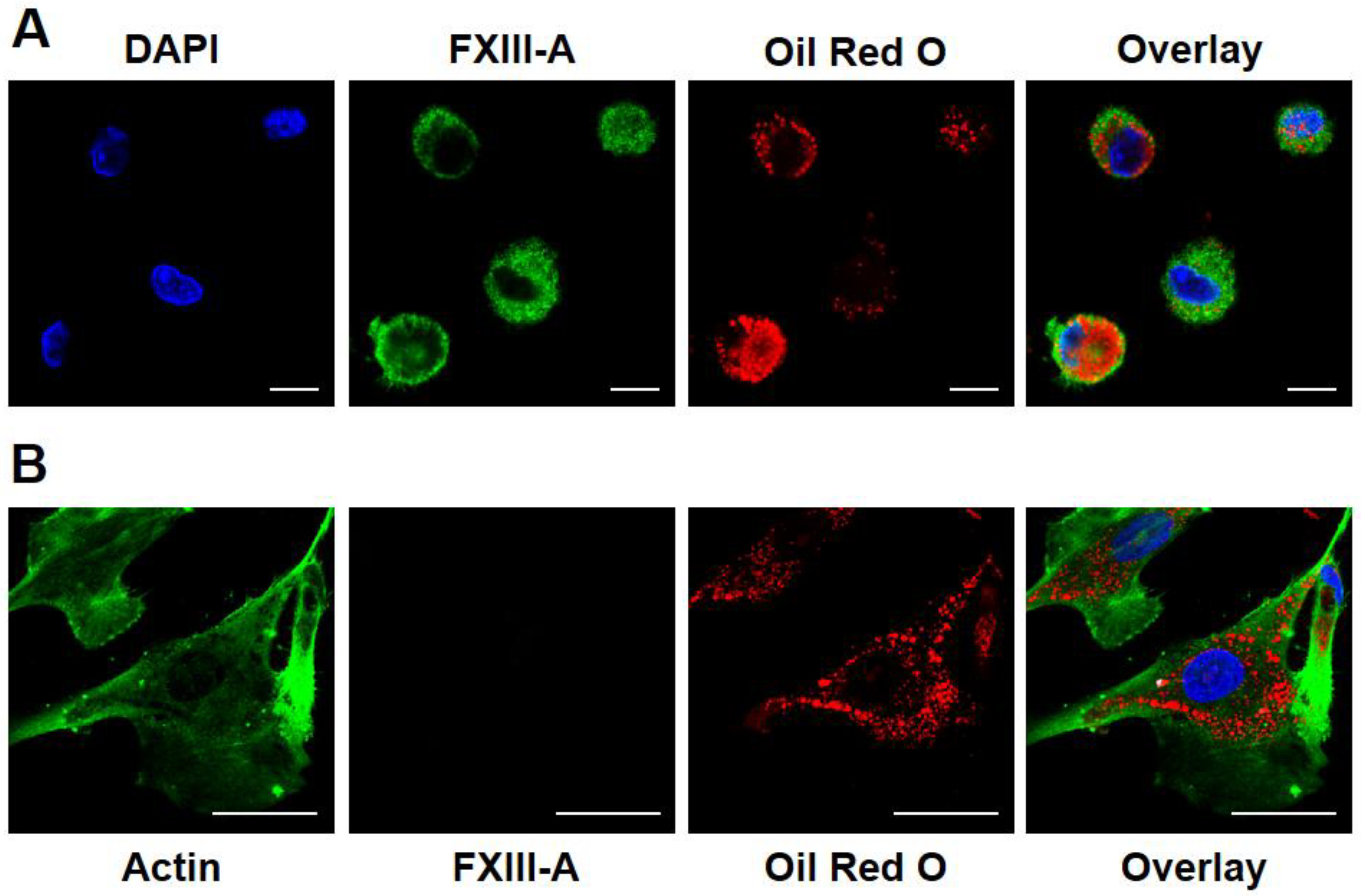 Preprints 68139 g001