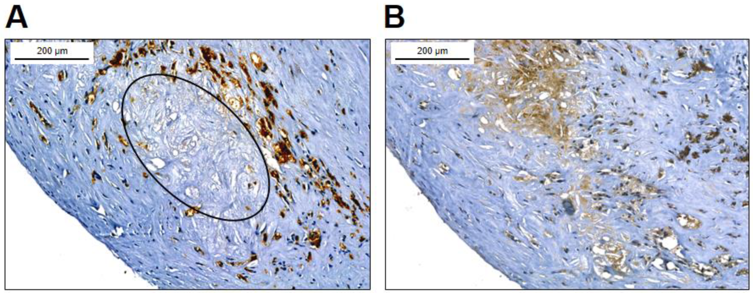 Preprints 68139 g003