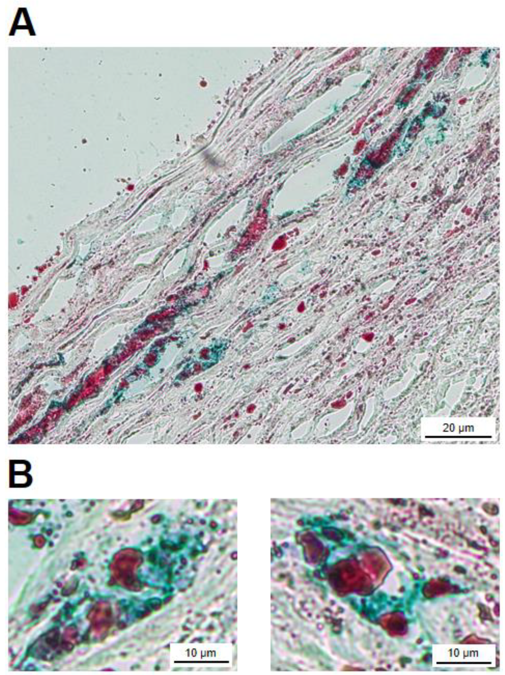 Preprints 68139 g005