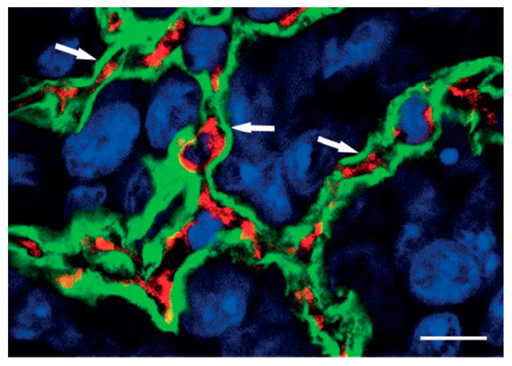 Preprints 74994 g001