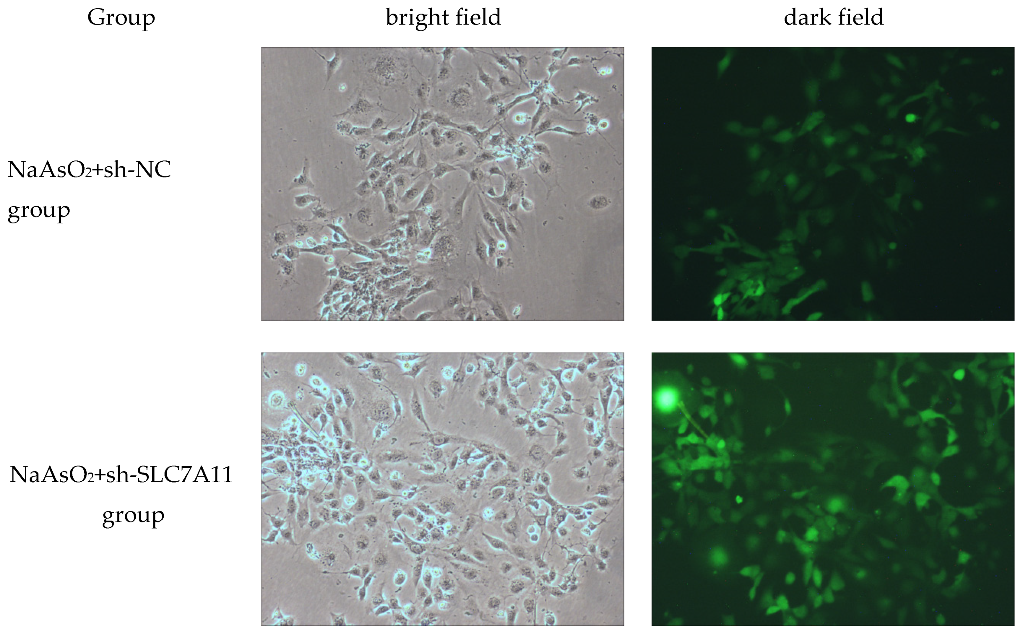 Preprints 109435 g001