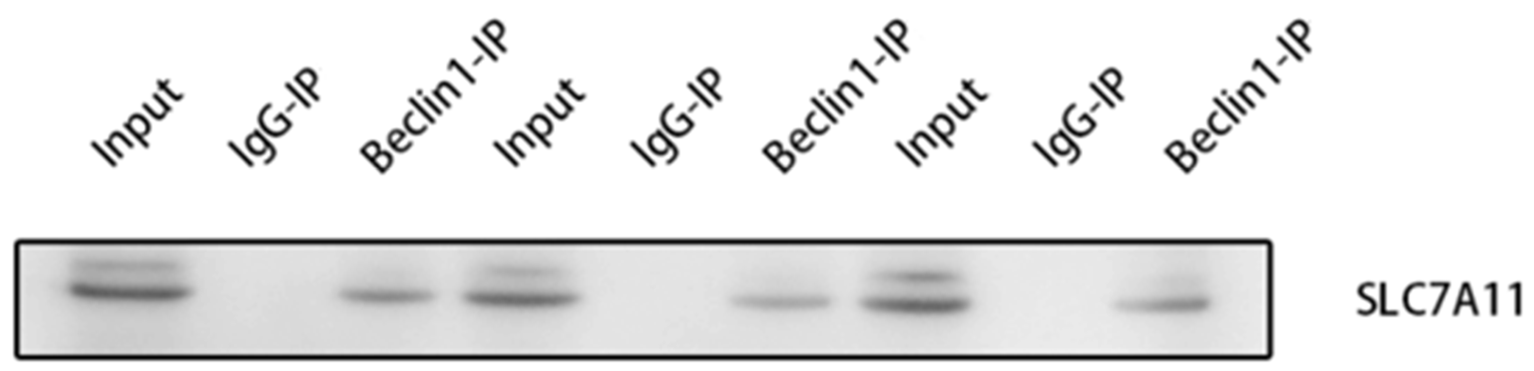 Preprints 109435 g007