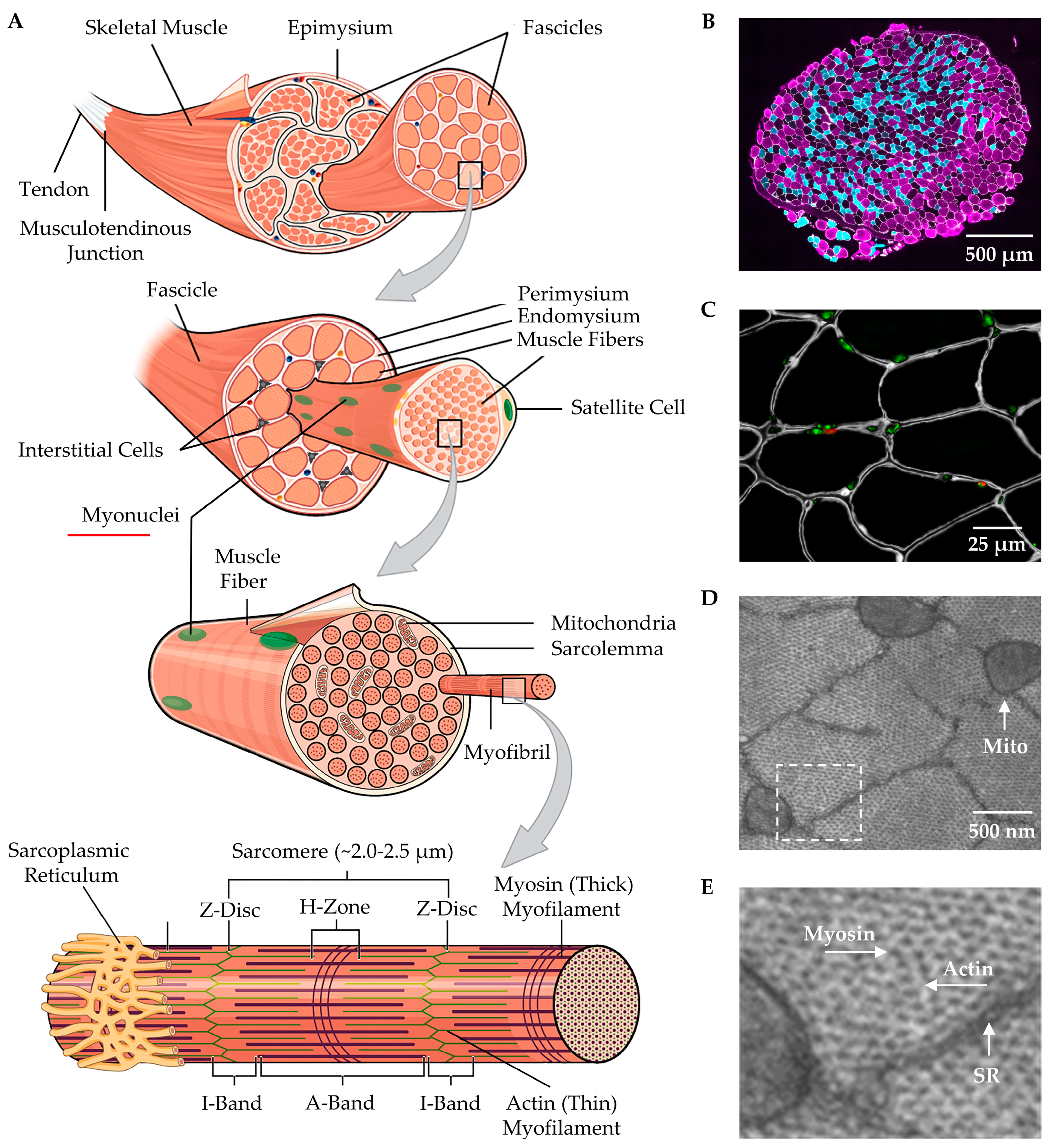 Preprints 86344 g001