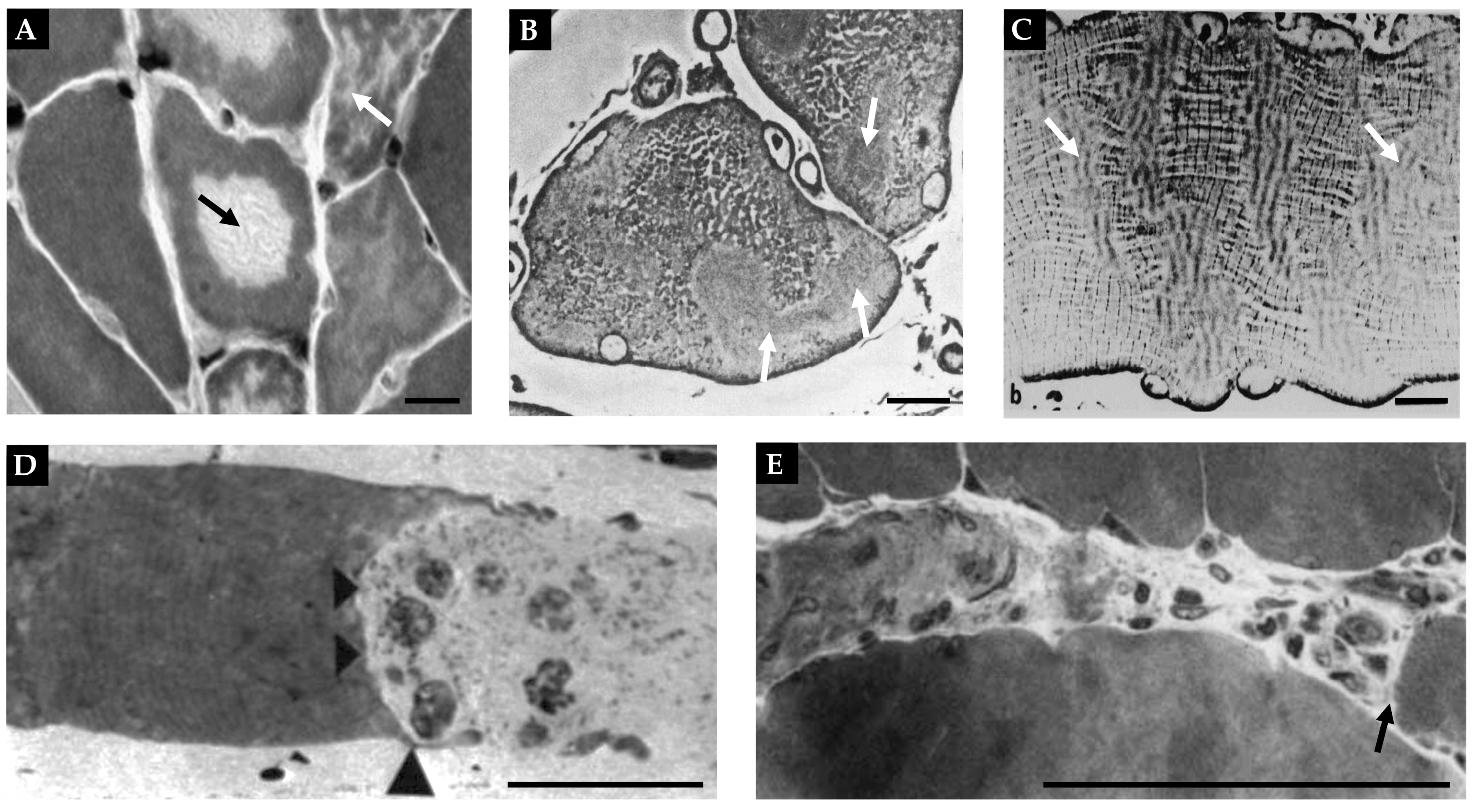 Preprints 86344 g005