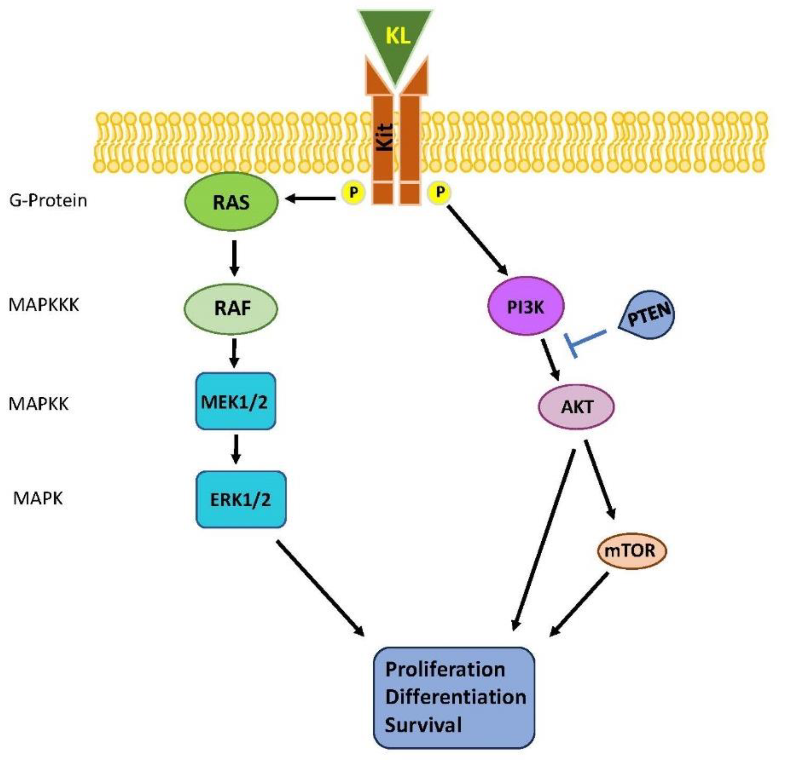 Preprints 96846 g002