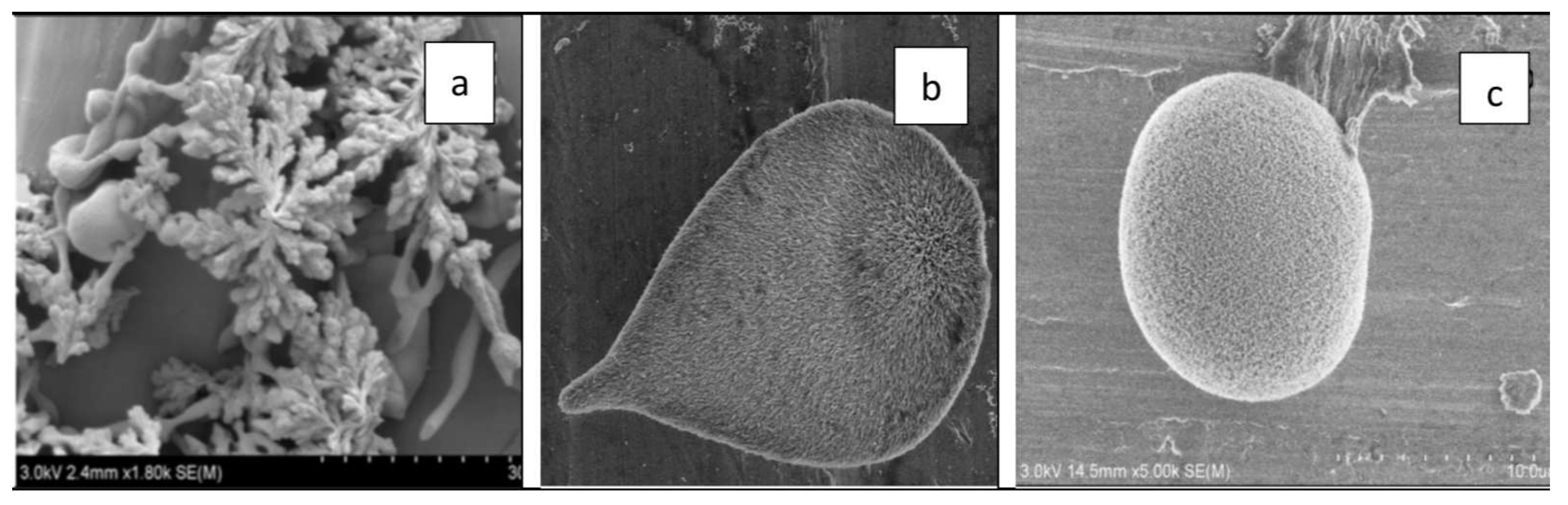 Preprints 78380 g005