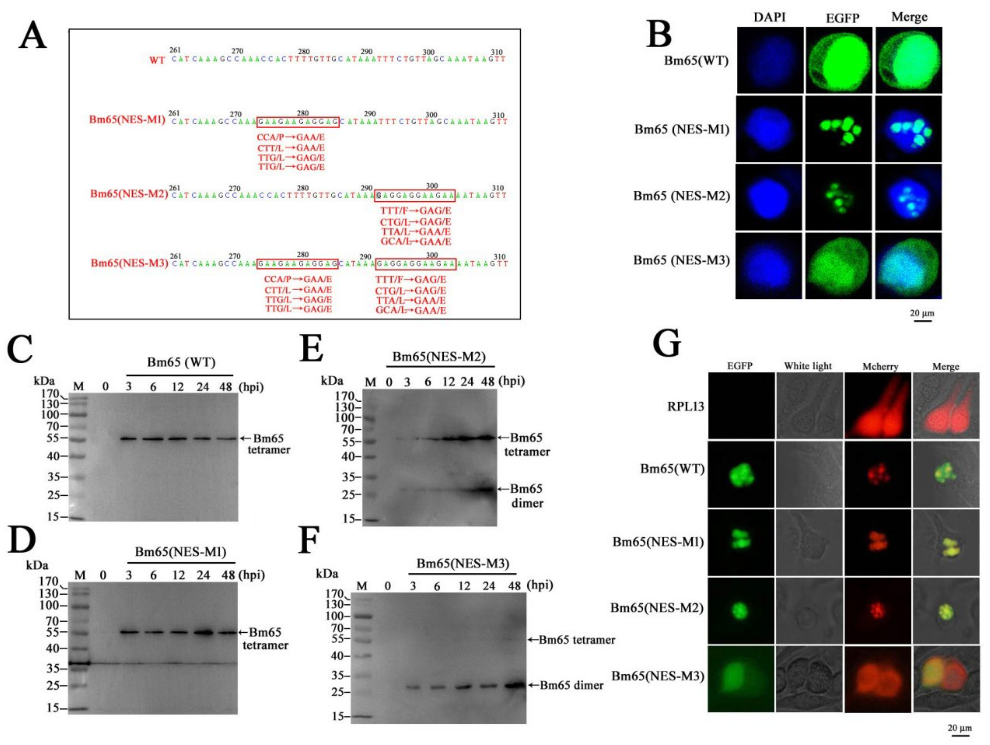 Preprints 138438 g003