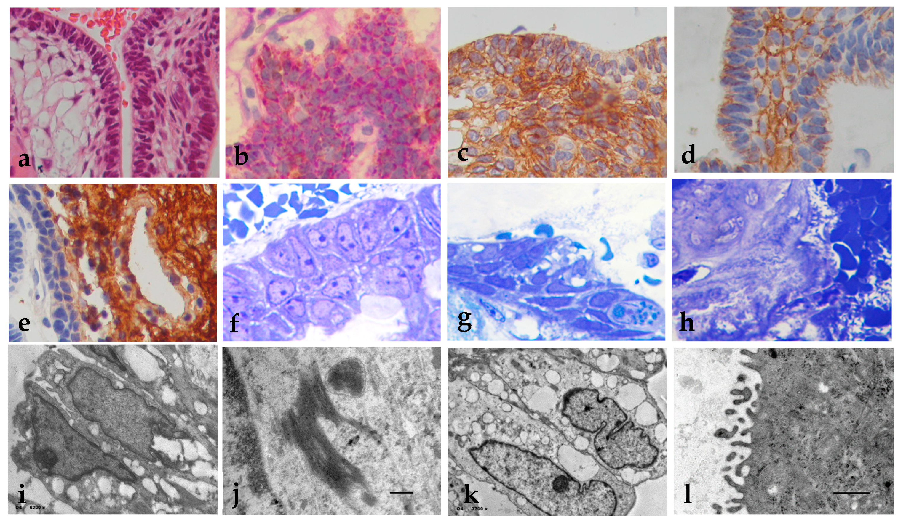 Preprints 137706 g001