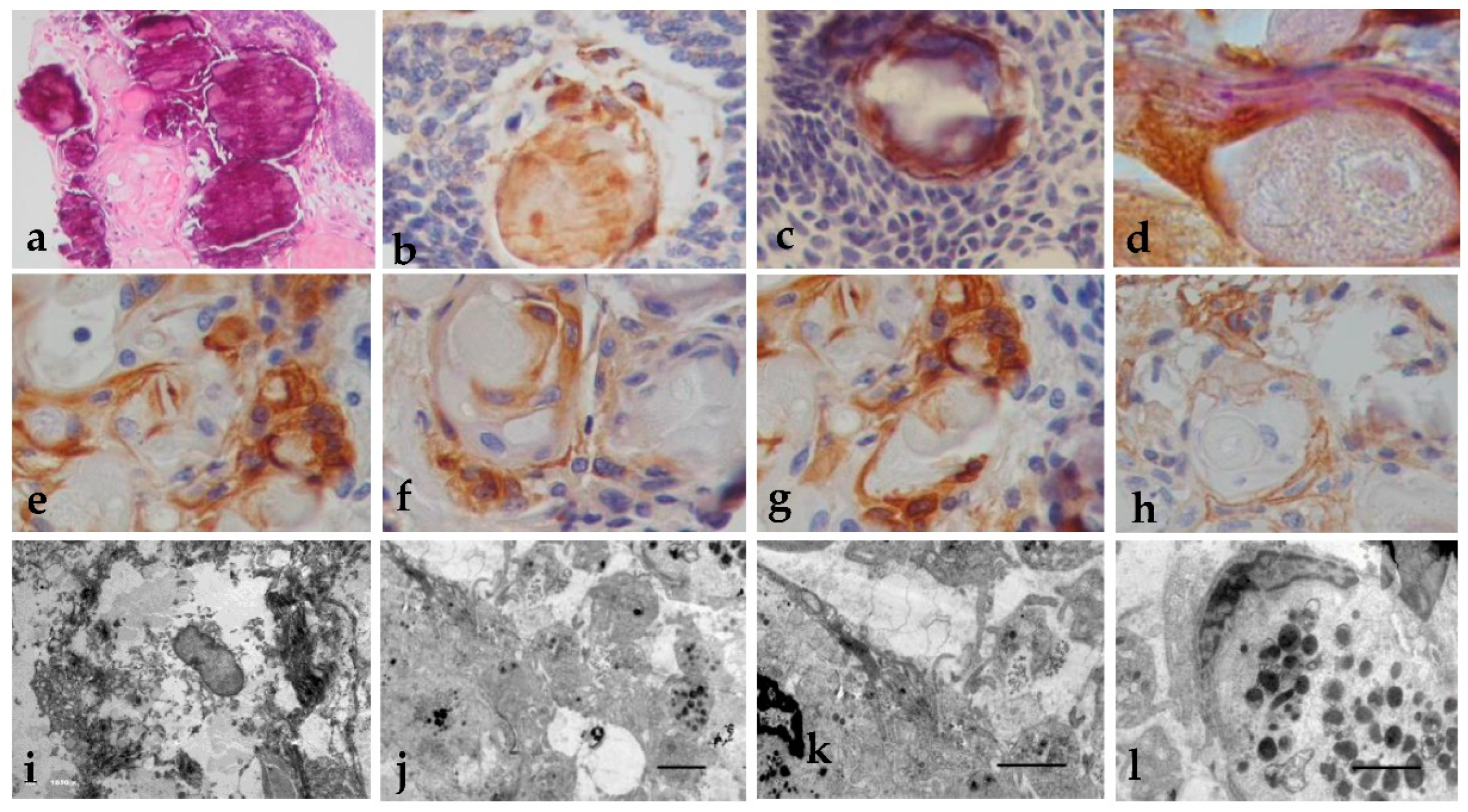 Preprints 137706 g002