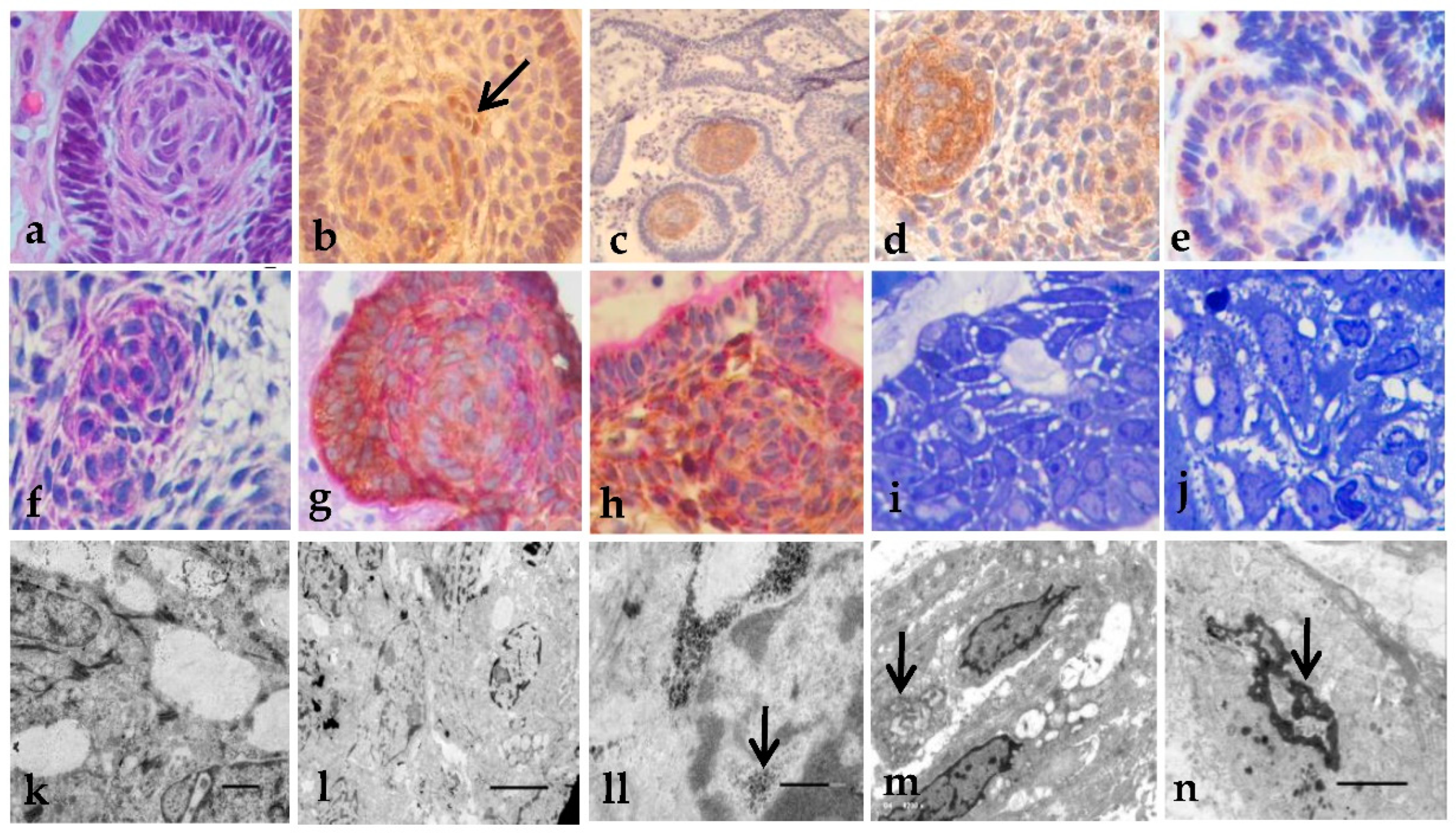 Preprints 137706 g003