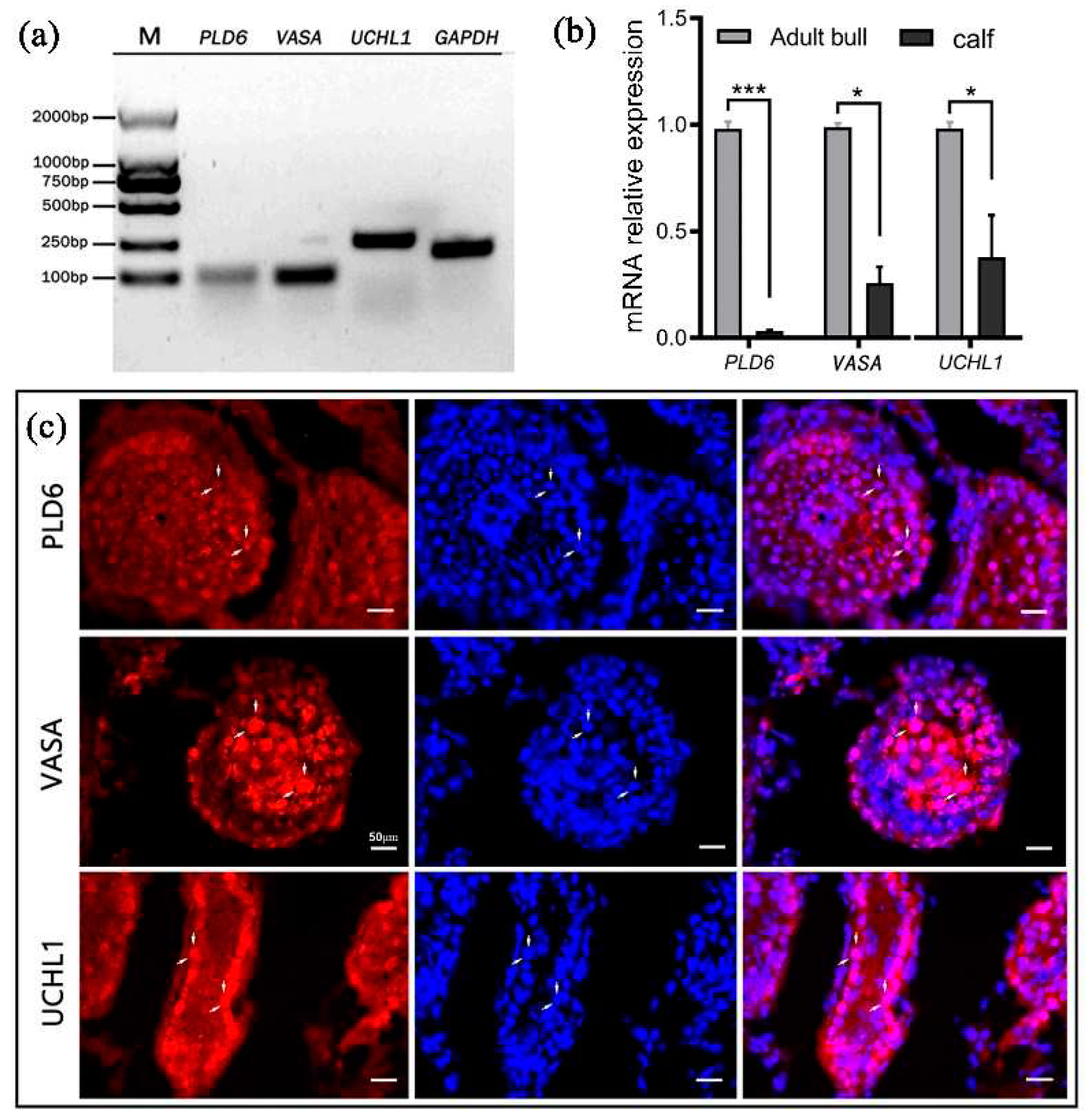 Preprints 78155 g001