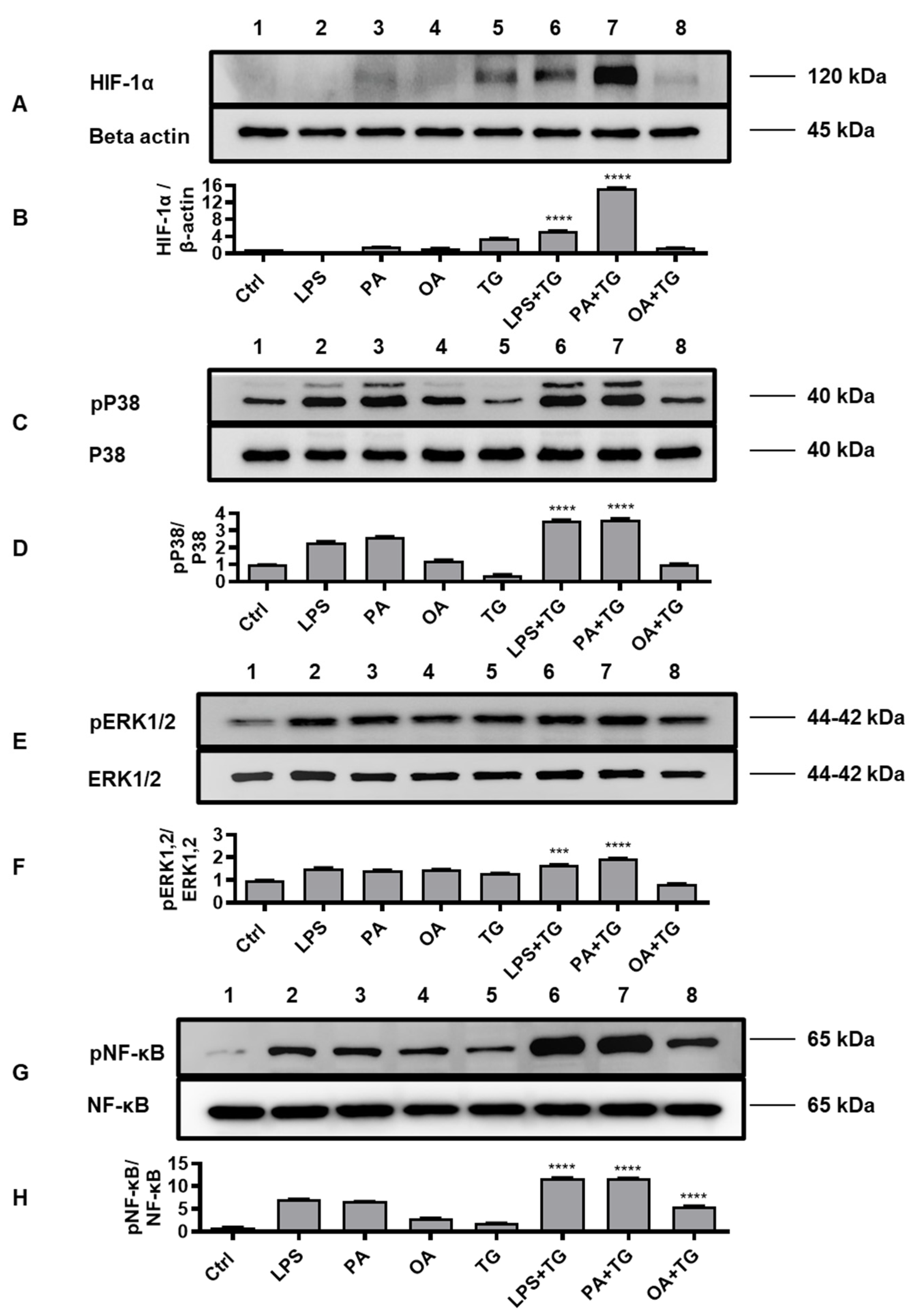 Preprints 79951 g005