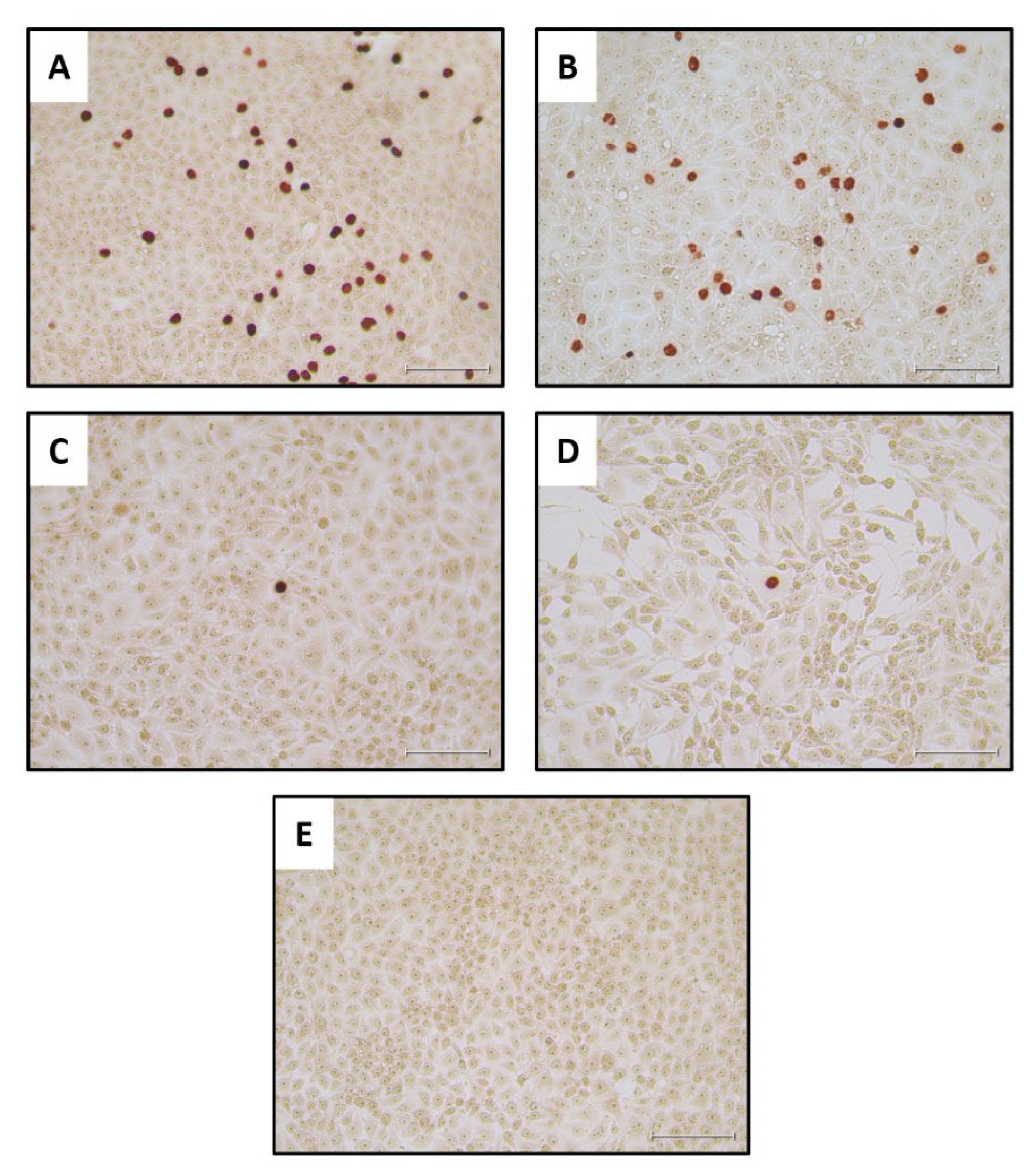 Preprints 138146 g005