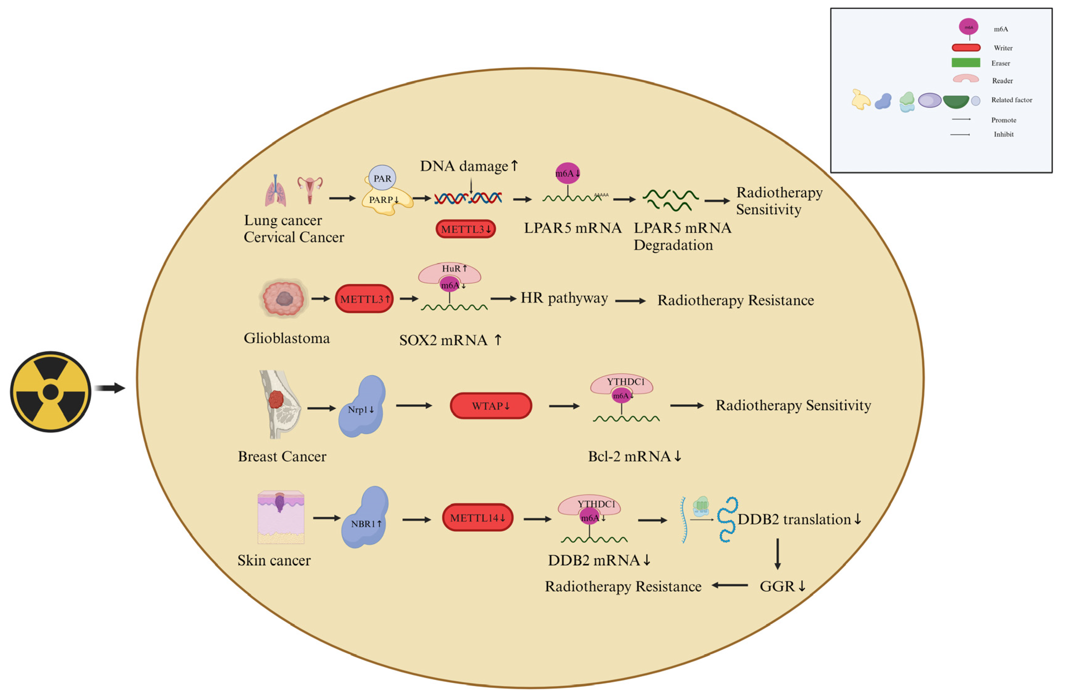 Preprints 96178 g002