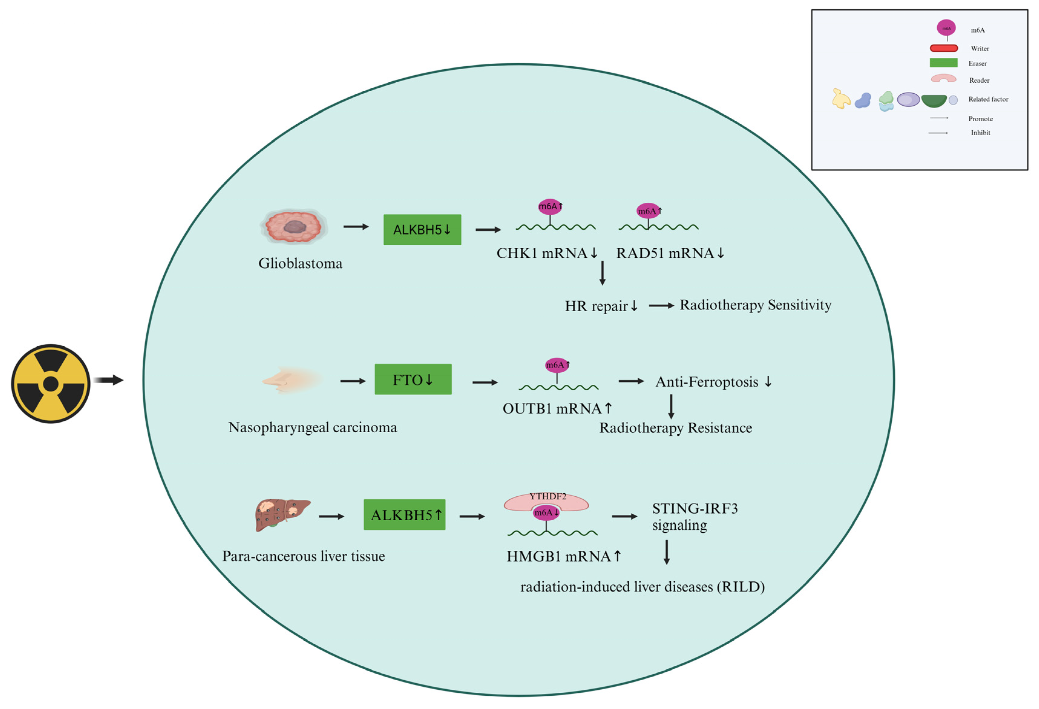 Preprints 96178 g003