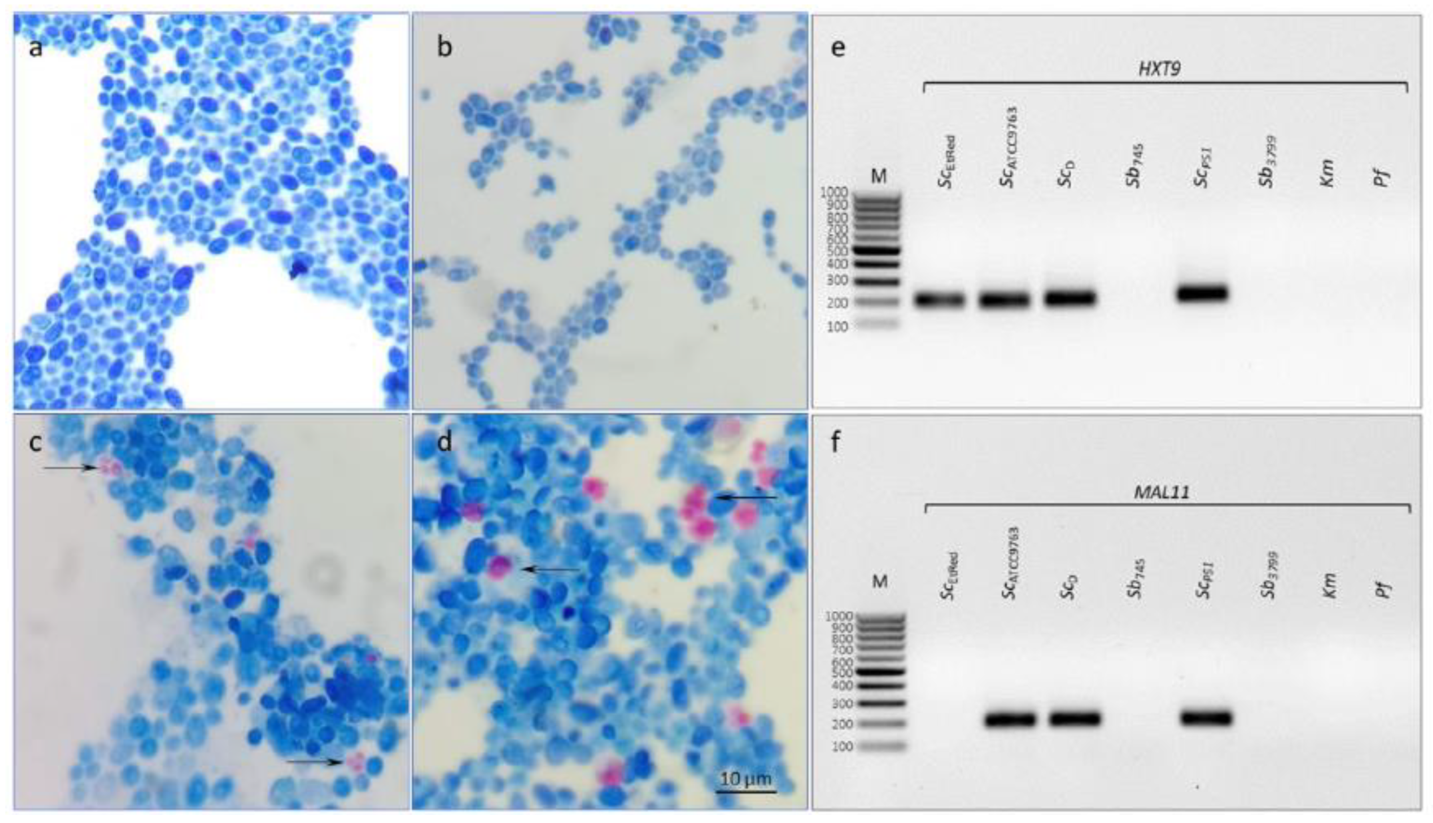 Preprints 117434 g001