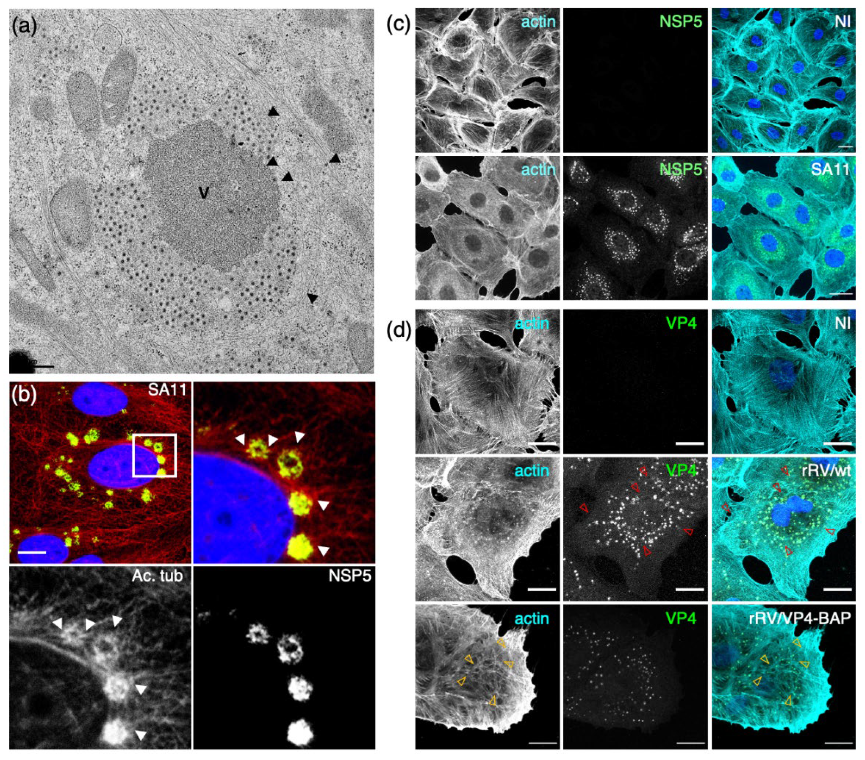 Preprints 102230 g002