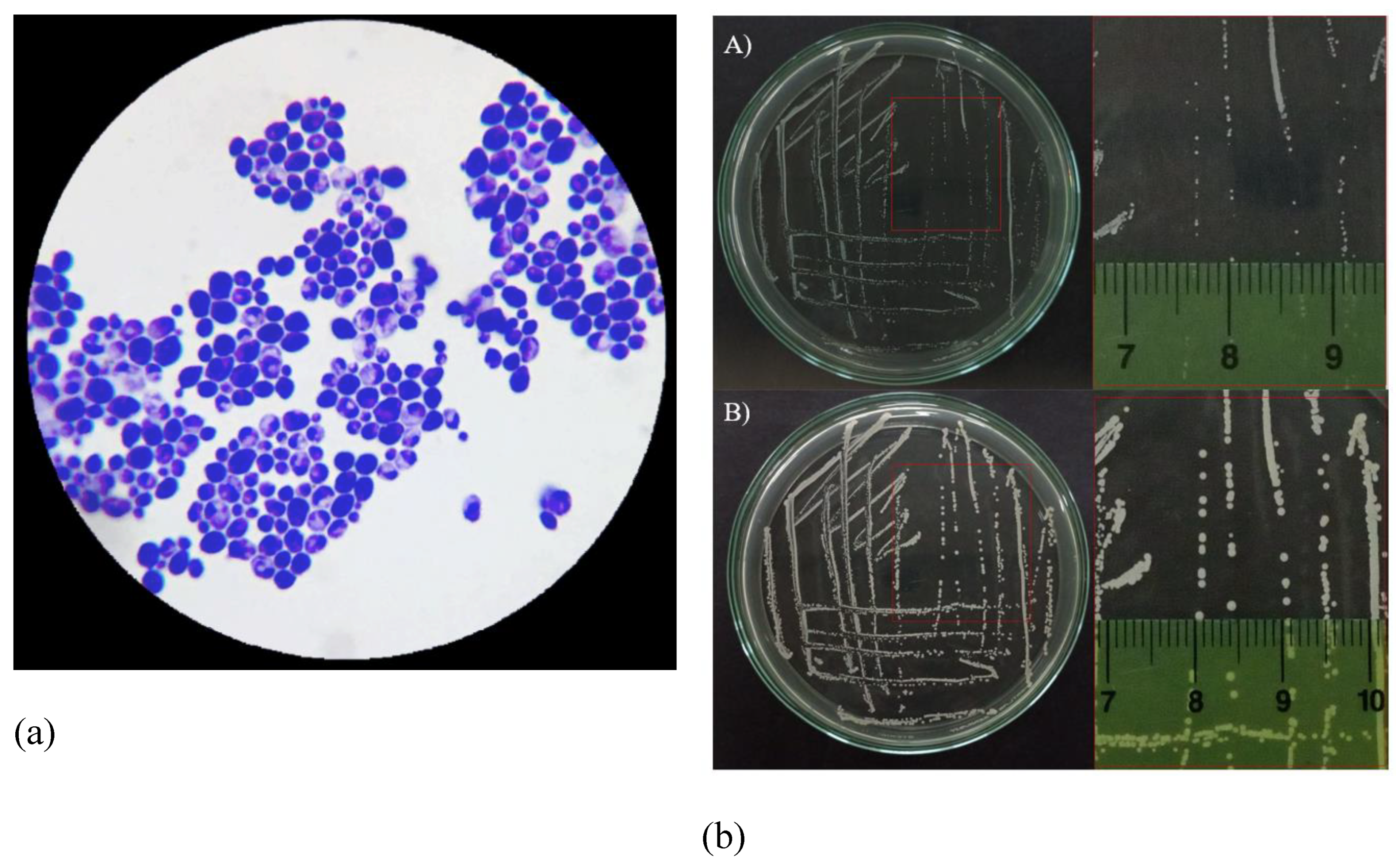 Preprints 117247 g002