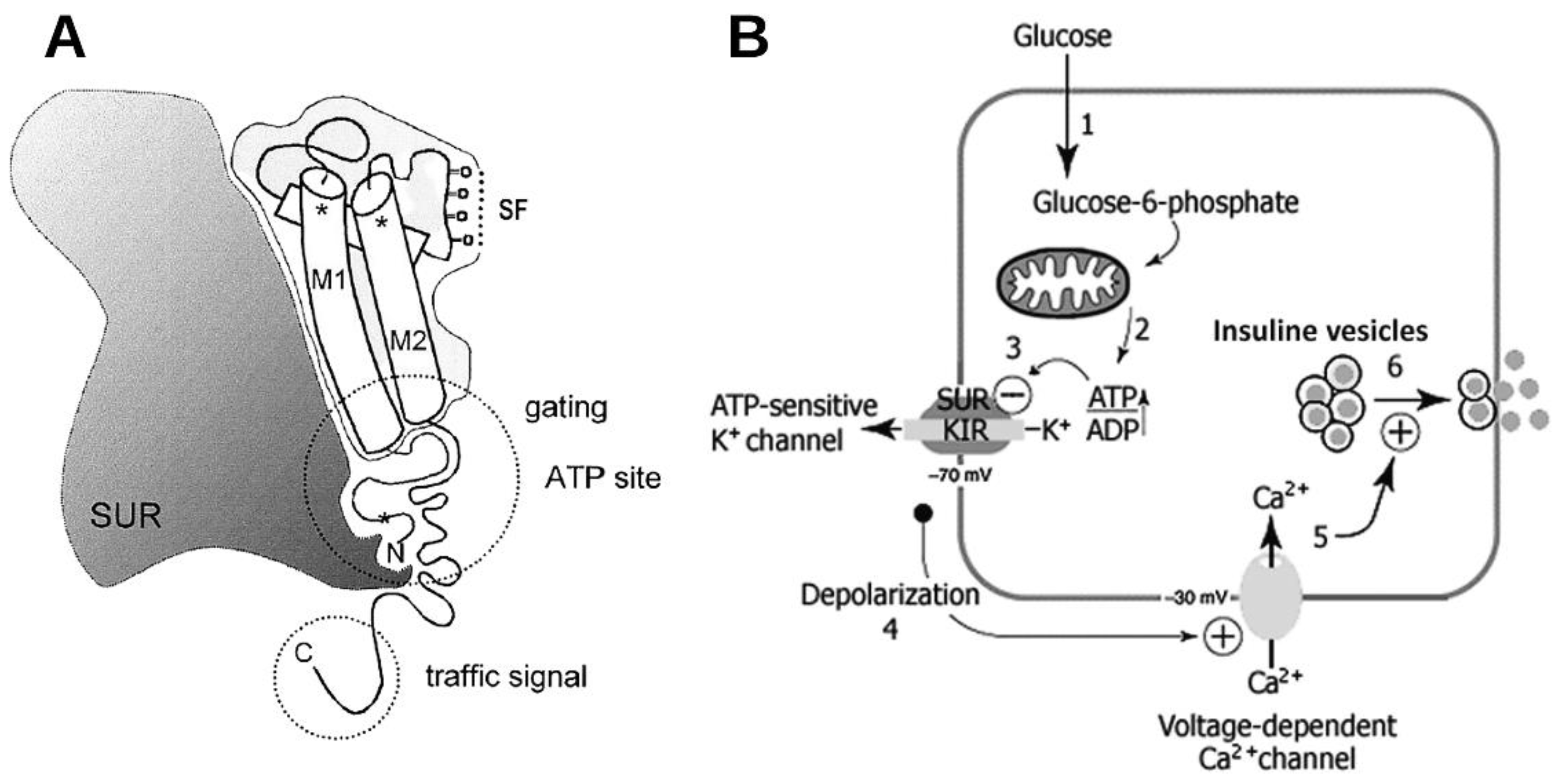 Preprints 100797 g001